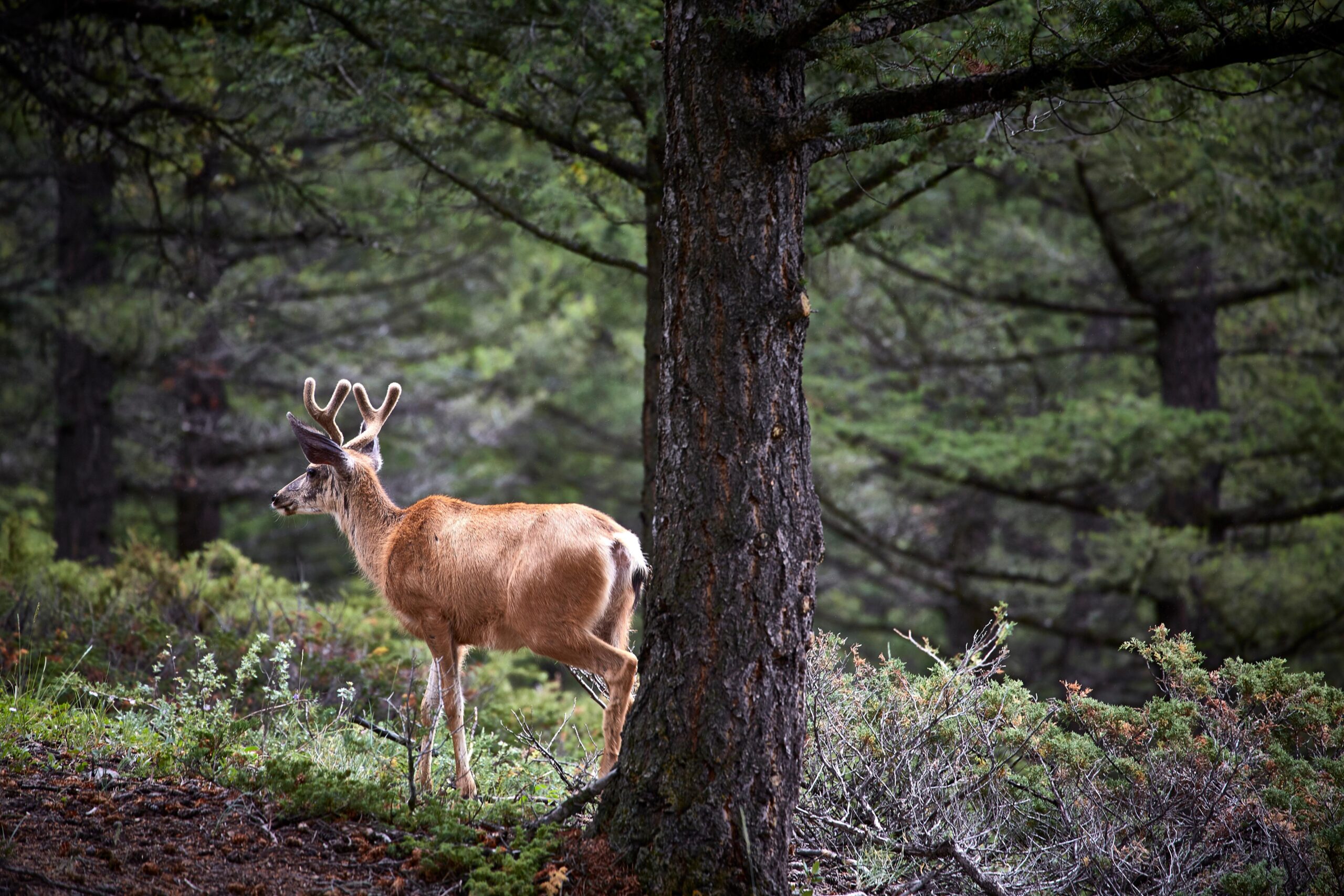 Antlers or horns? What’s the difference?