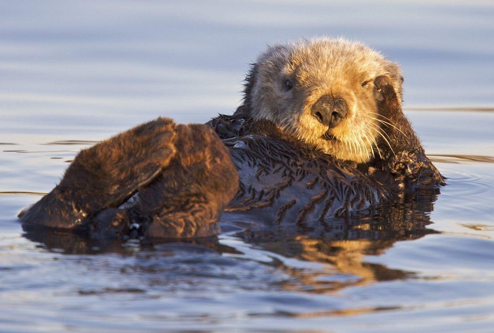 Animals: Sanctuary Corps California Marines Bay Otters Monterey