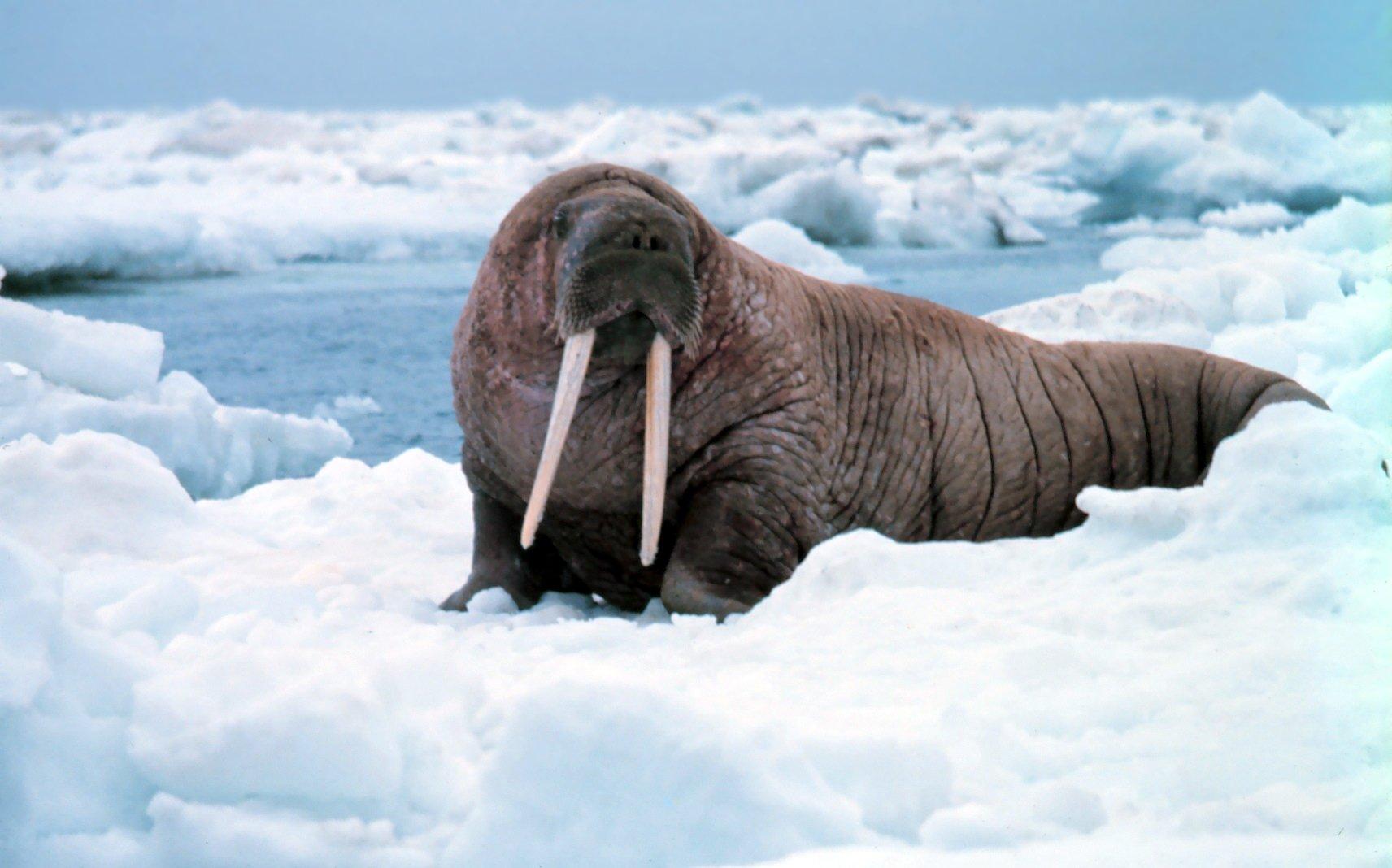 21 Walrus HD Wallpapers