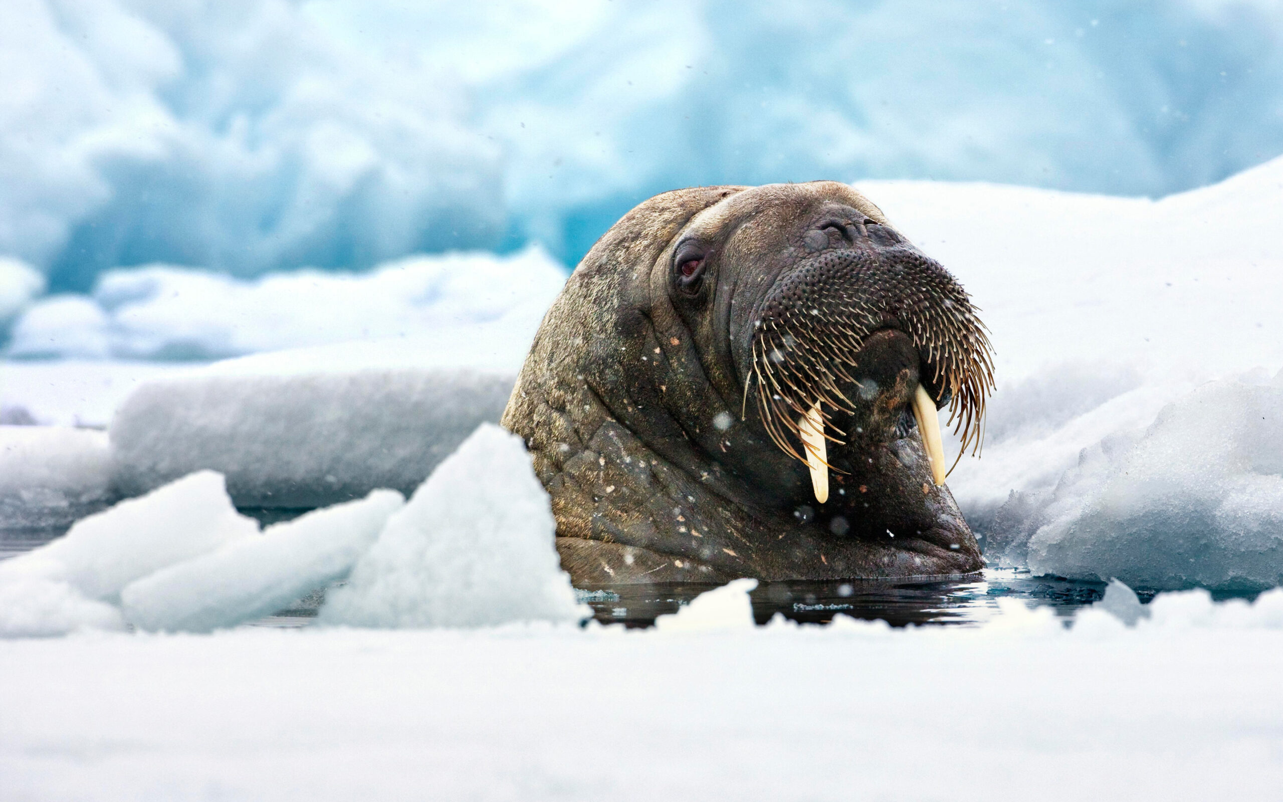 21 Walrus HD Wallpapers