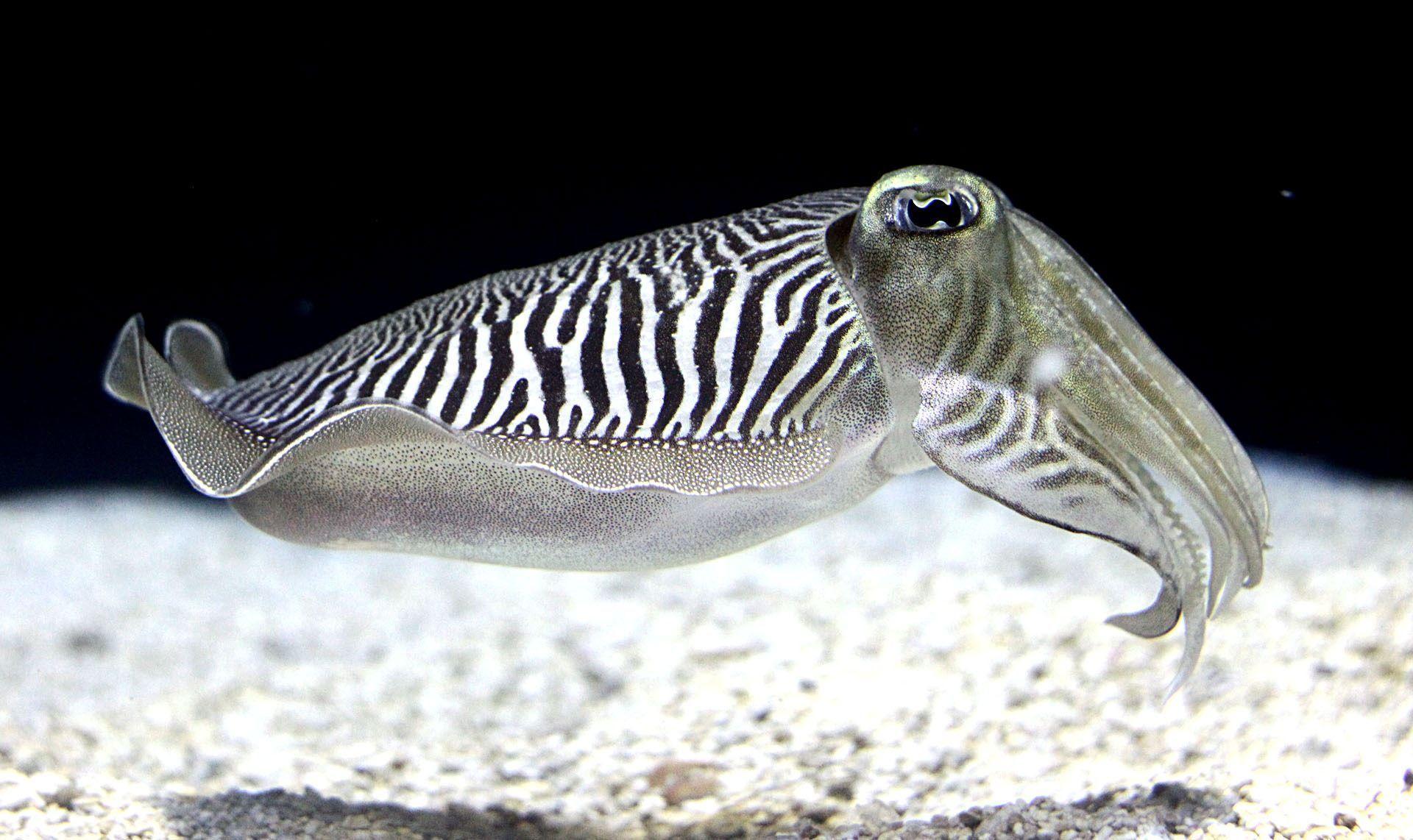 71+] Cuttlefish Wallpapers