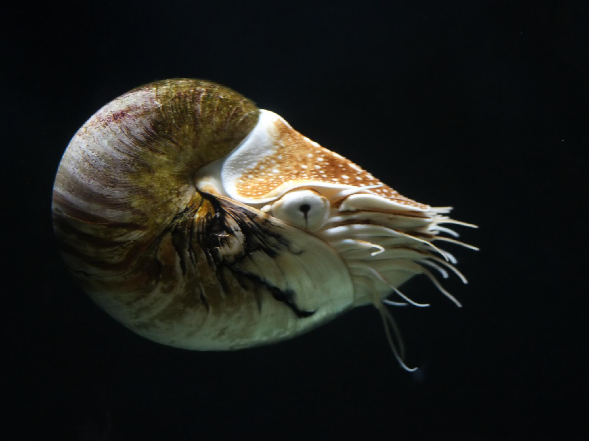 Emperor Nautilus