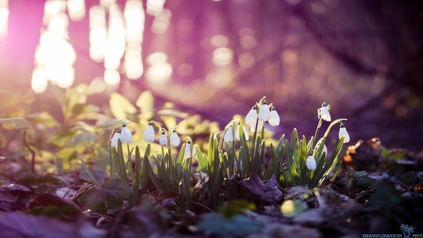 Spring Wallpapers HD Group