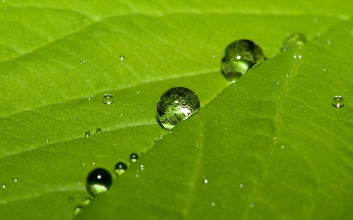 Cute water drops on a leaf Wallpapers