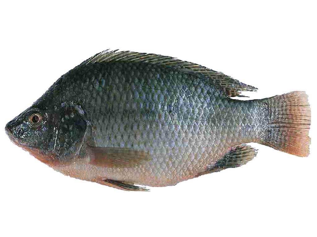 Tilapia Fish: Characteristics, types, breeding and more