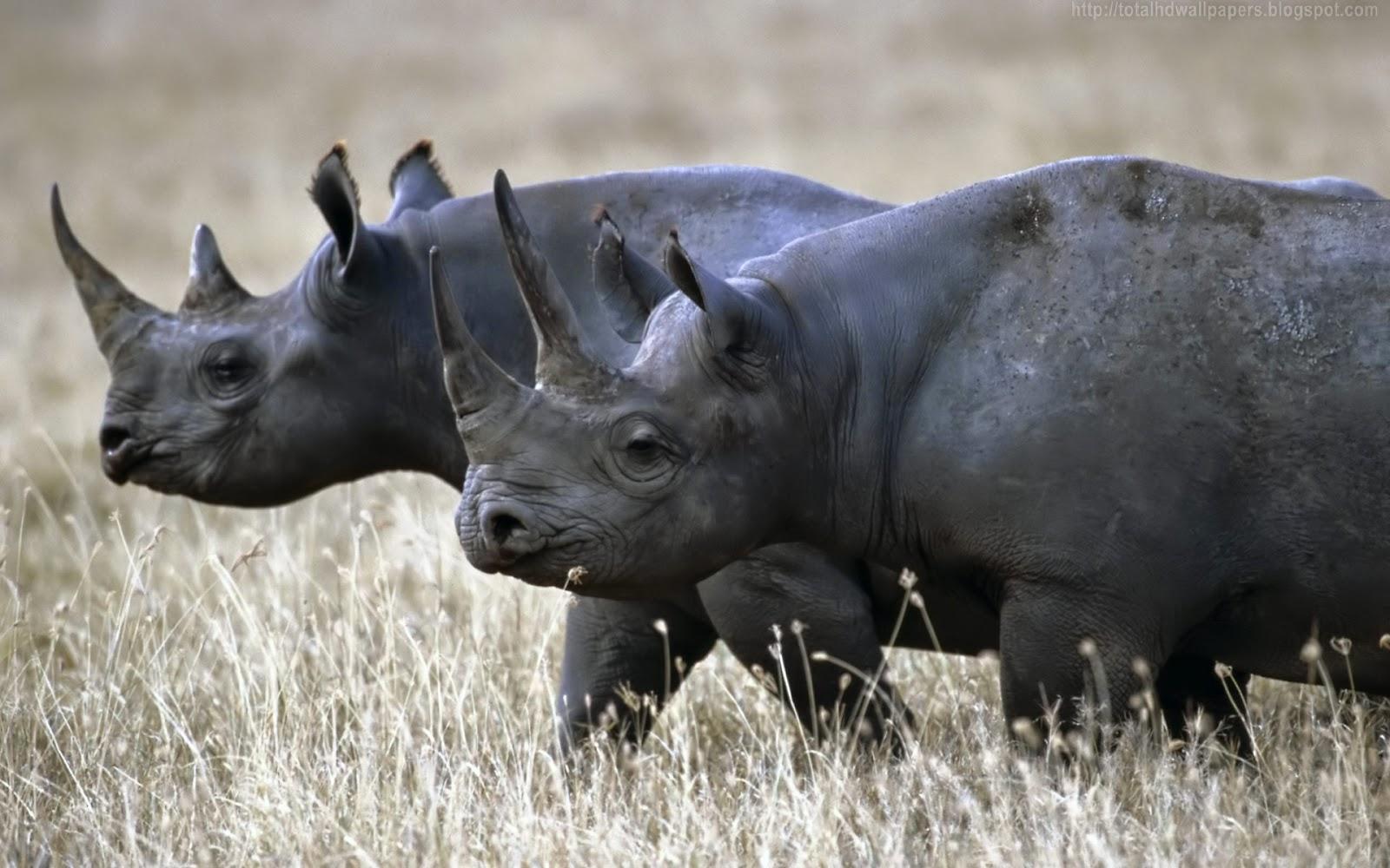 Beautiful Wallpapers for Desktop: Black Rhinoceros HD Wallpapers