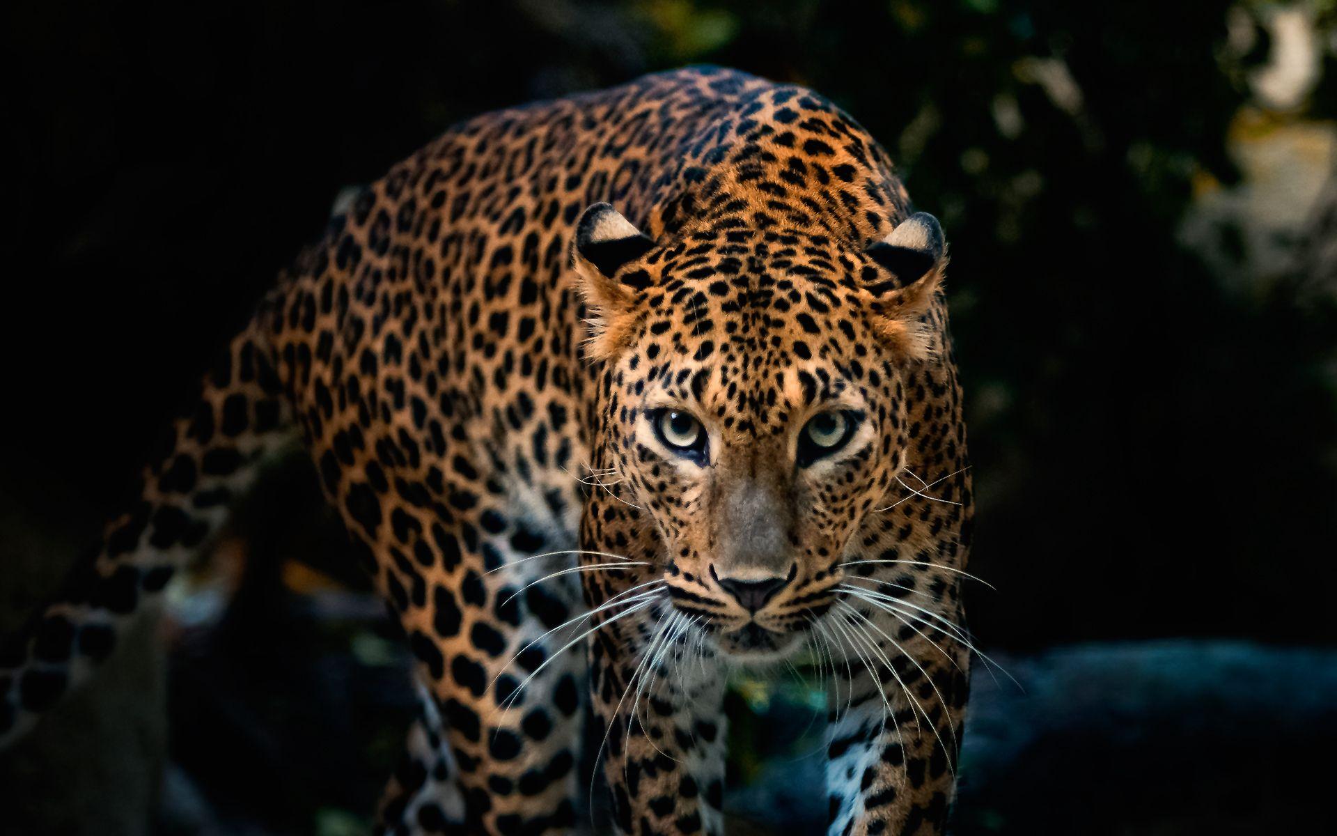 HD Leopard Wallpapers