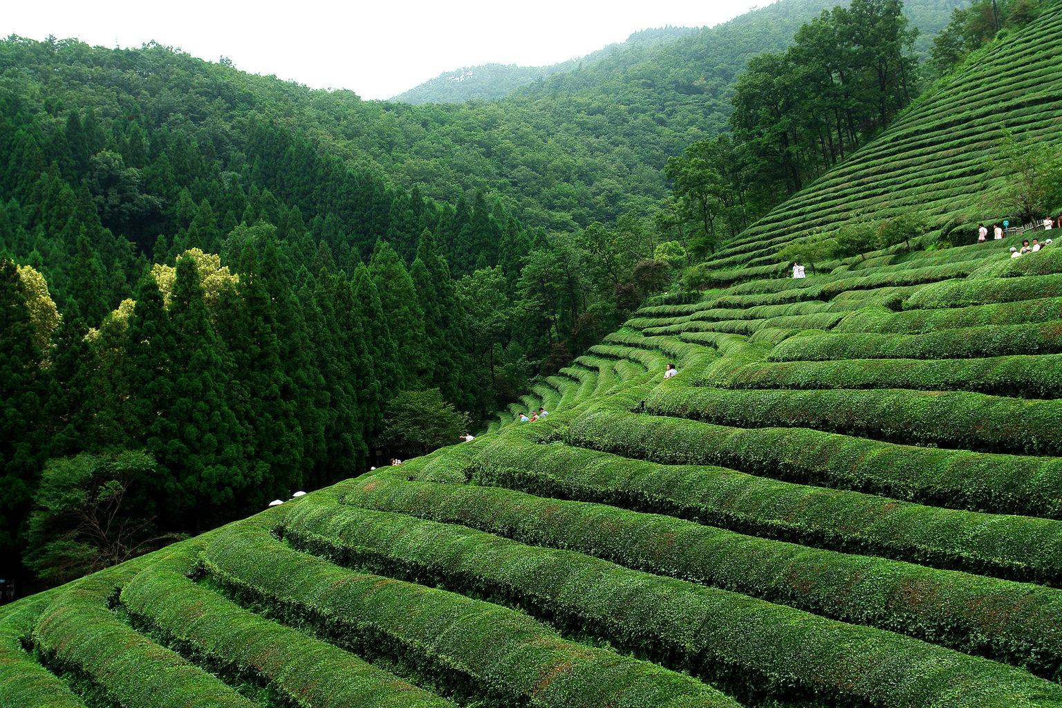 Stunning Pictures of South Korea’s Tea Plantations