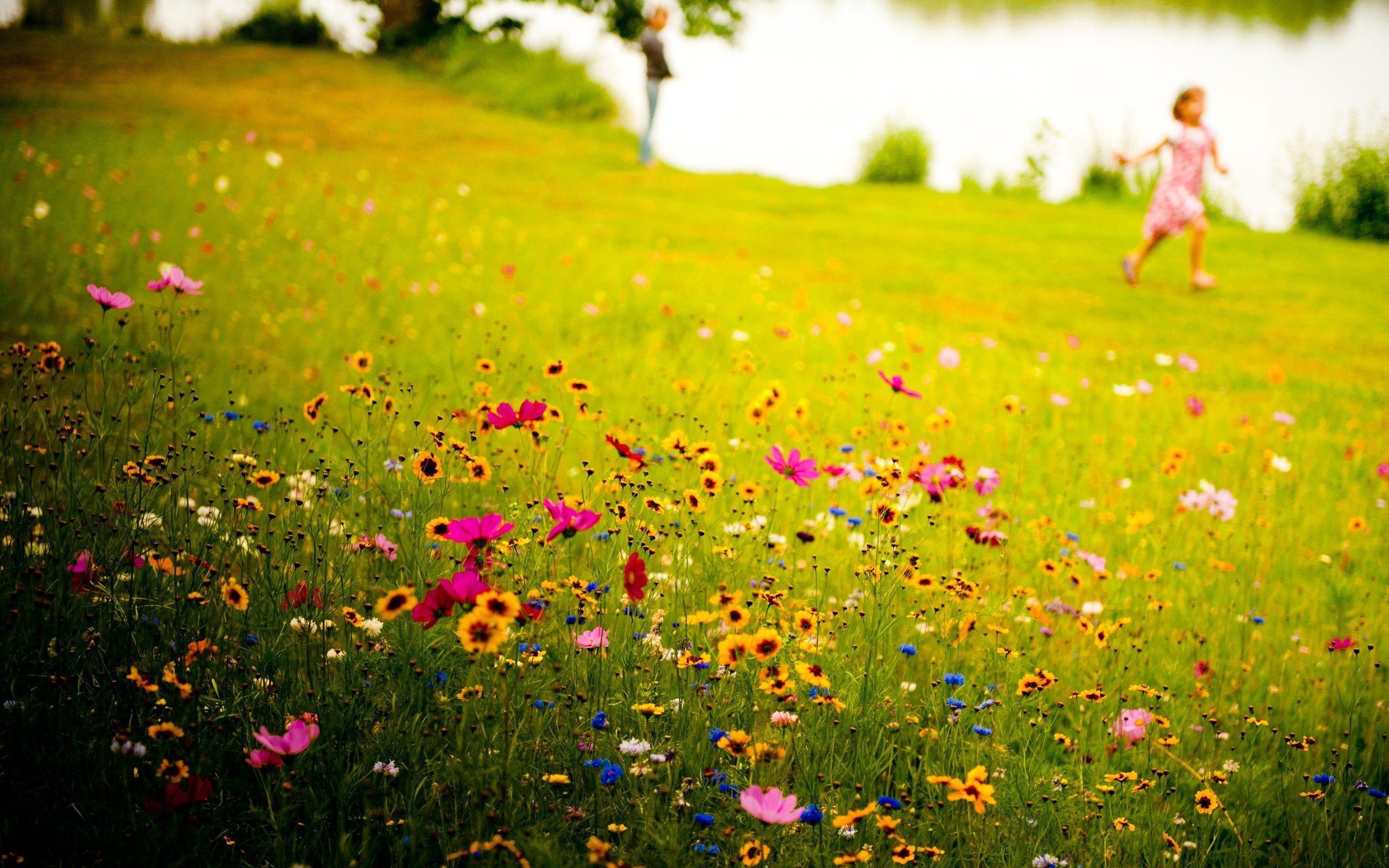 56 stocks at Wildflower Meadow Wallpapers group