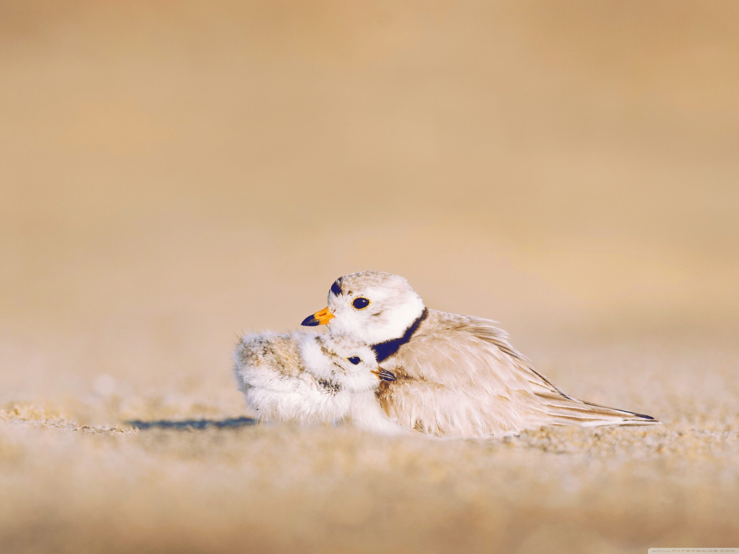 Cute Newborn Chick ❤ 4K HD Desktop Wallpapers for • Tablet