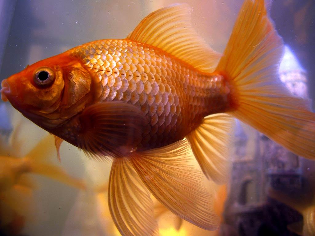 Goldfish Wallpapers