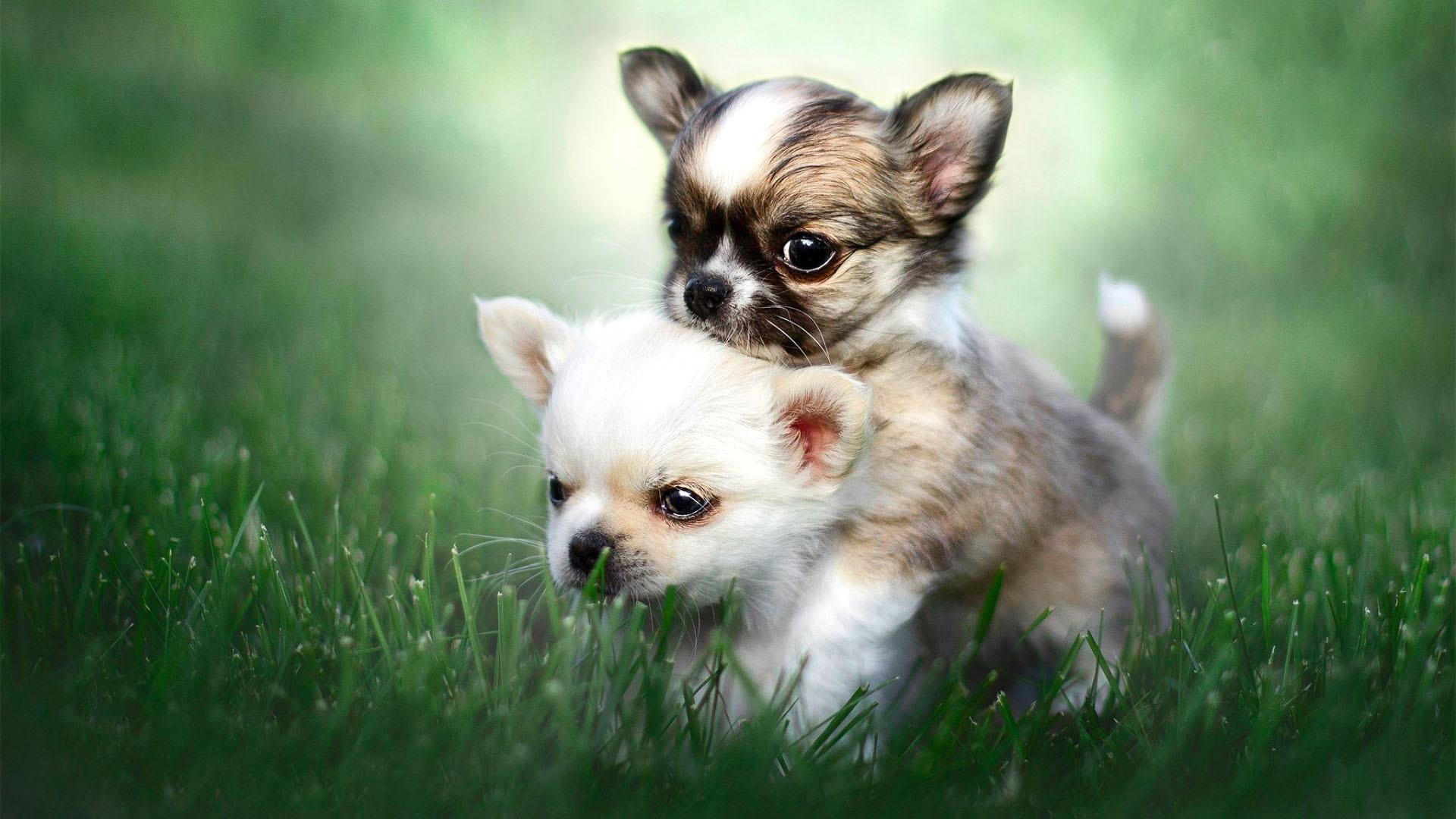 Chihuahua Puppies HD Wallpapers