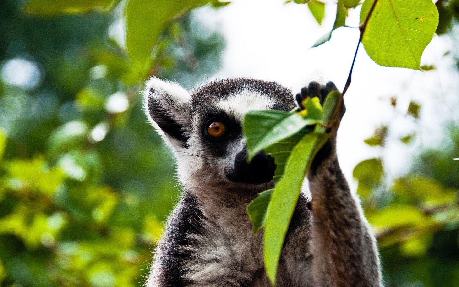 Lemur HD Desktop Wallpapers