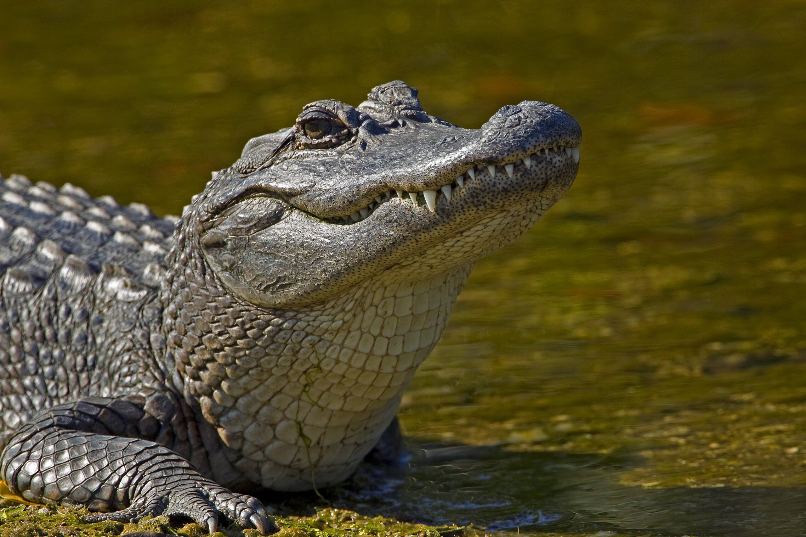 animals alligator alligator hd wallpapers 1080p world hd wallpapers