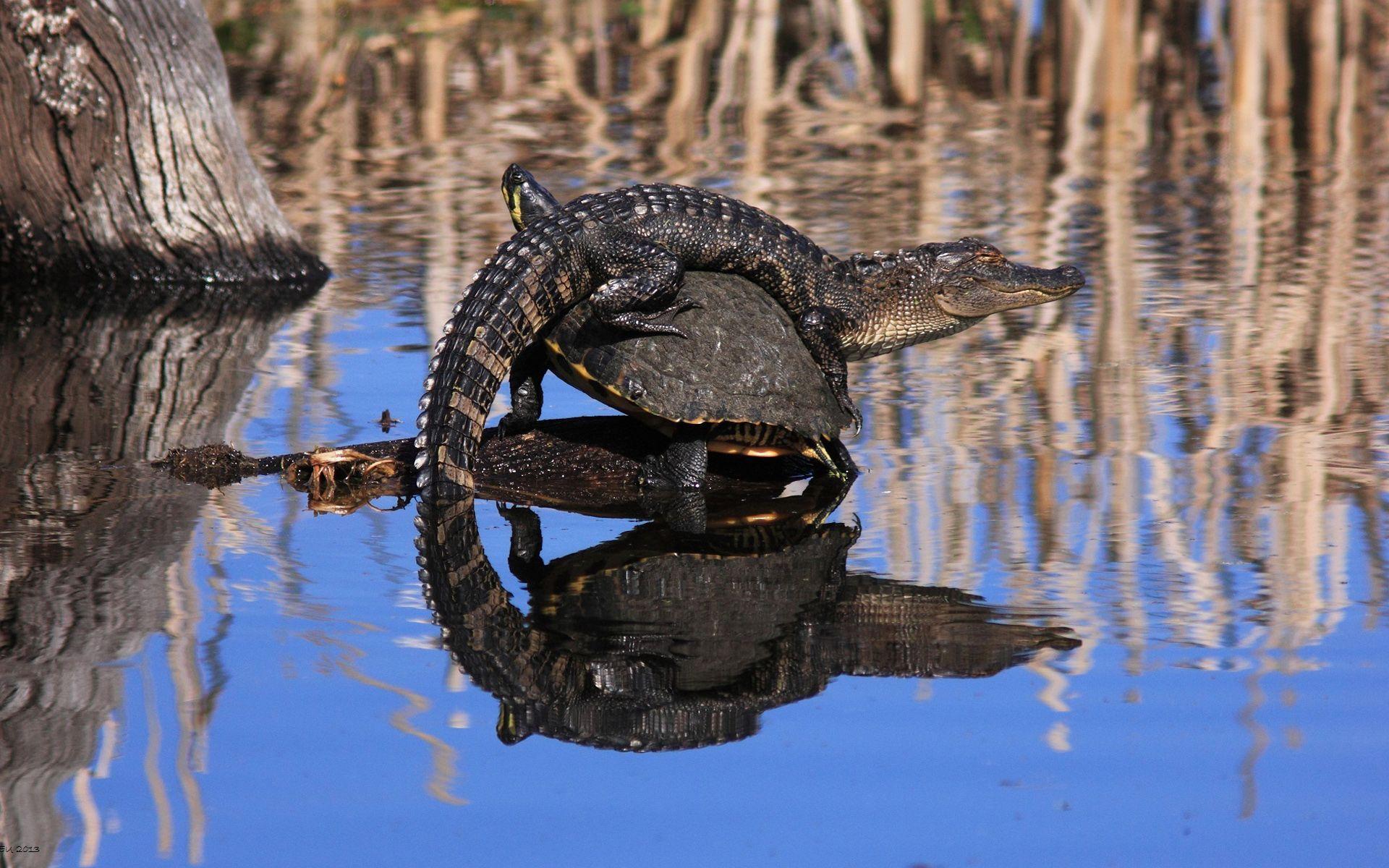 Baby Crocodile On Tortoise HD Wallpapers