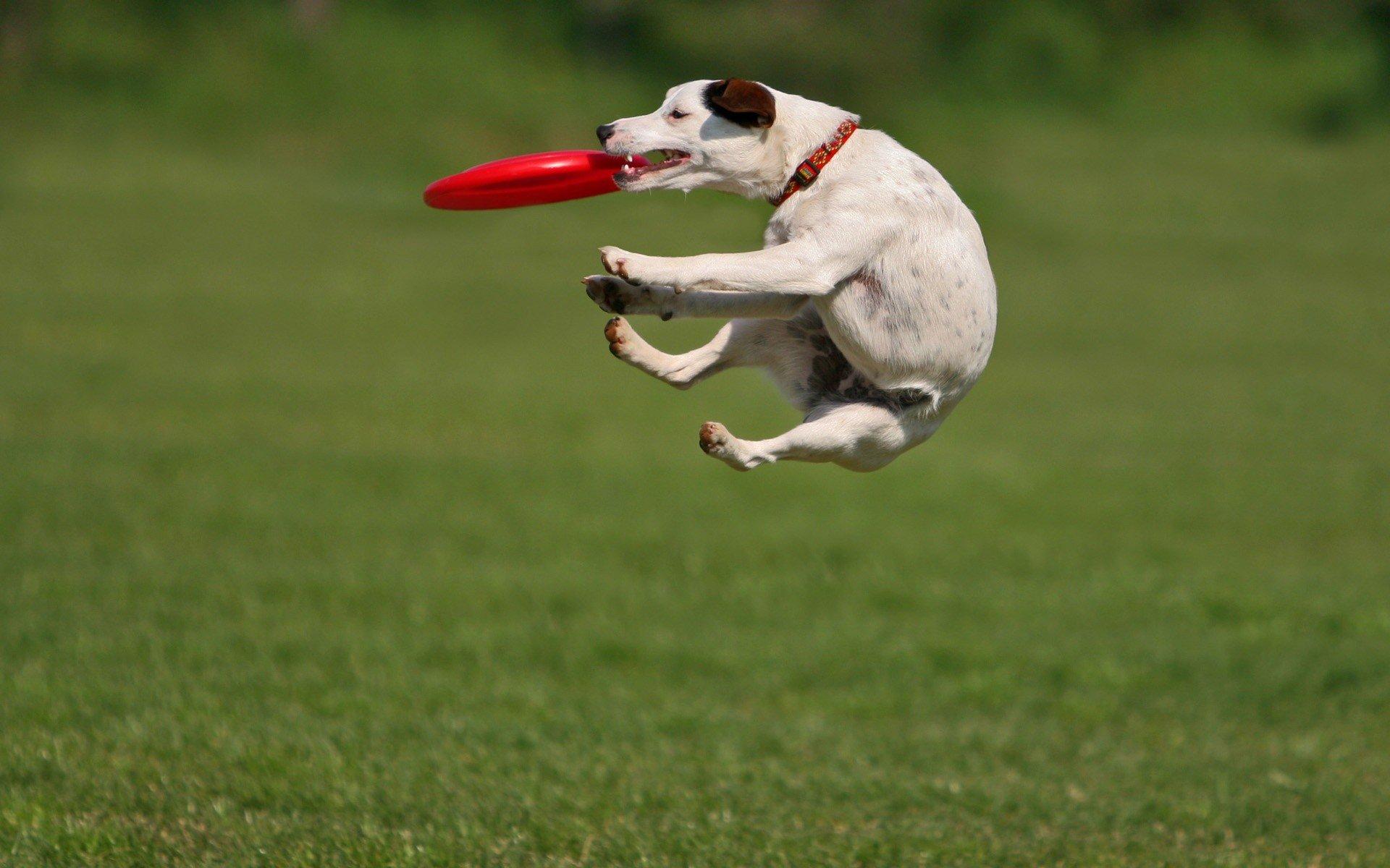 animals, Grass, Dogs, Frisbee Wallpapers HD / Desktop and Mobile