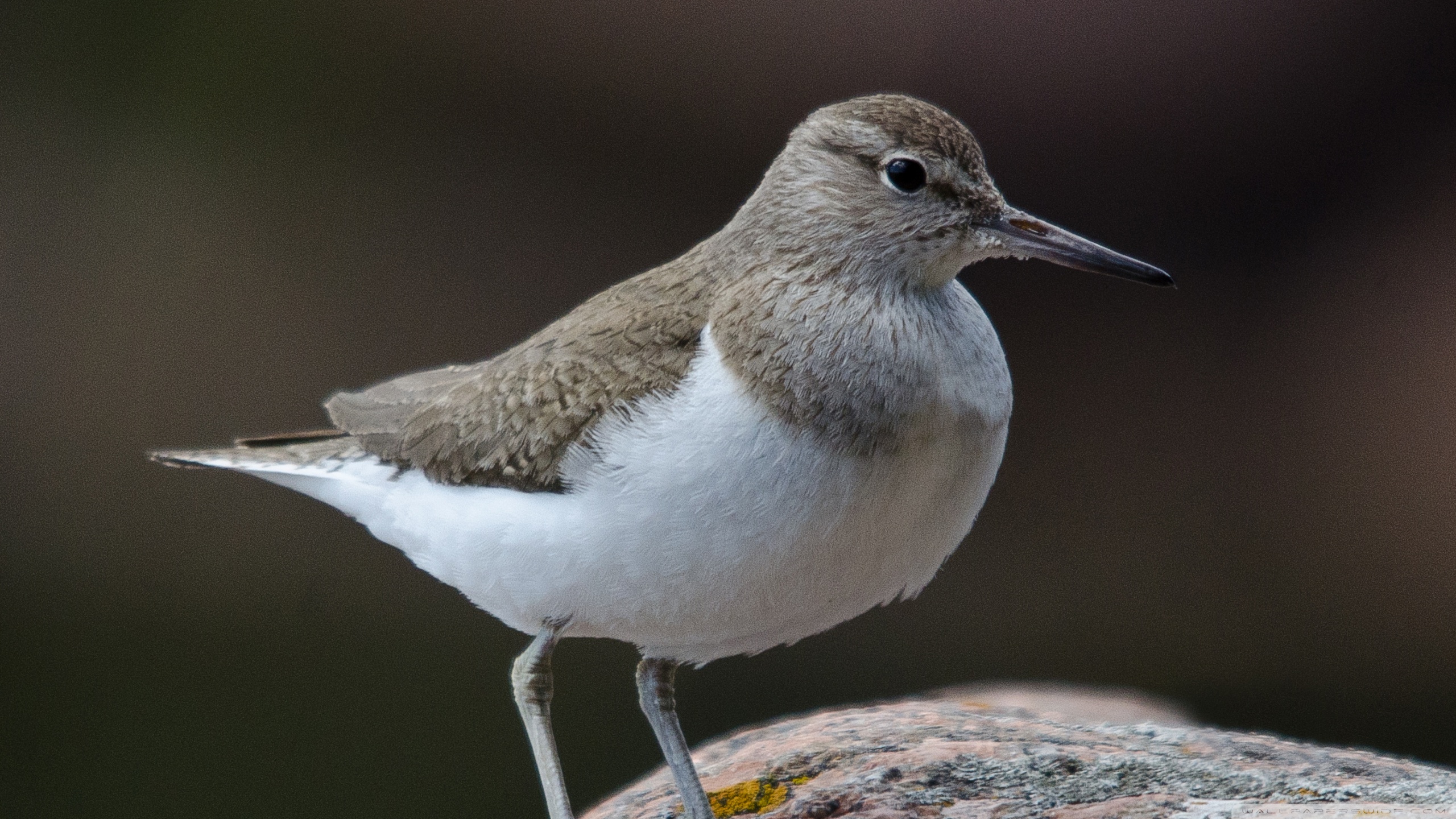 Common Sandpiper Ultra HD Desktop Backgrounds Wallpapers for