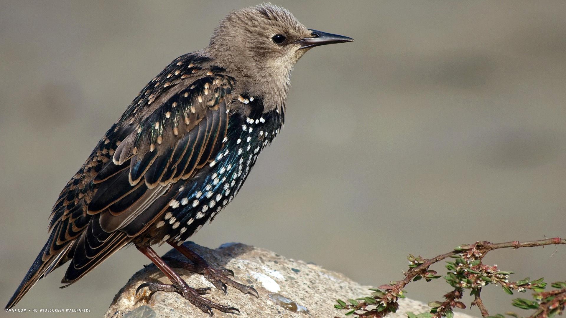 starling bird resting hd widescreen wallpapers / birds