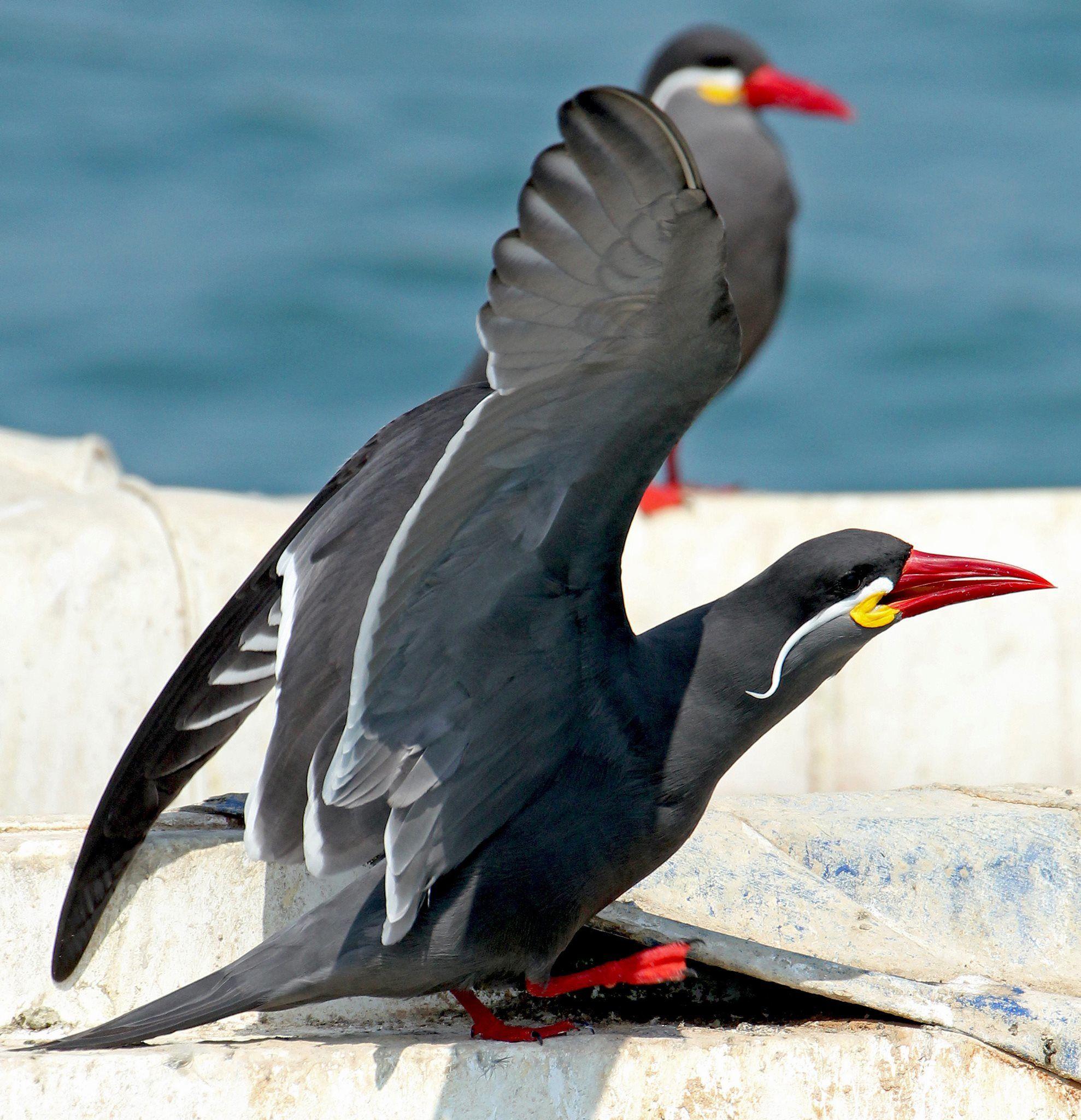 The Inca Tern