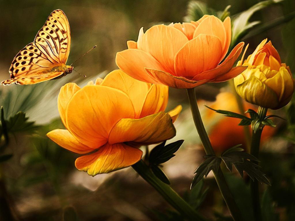 Butterfly Wallpapers