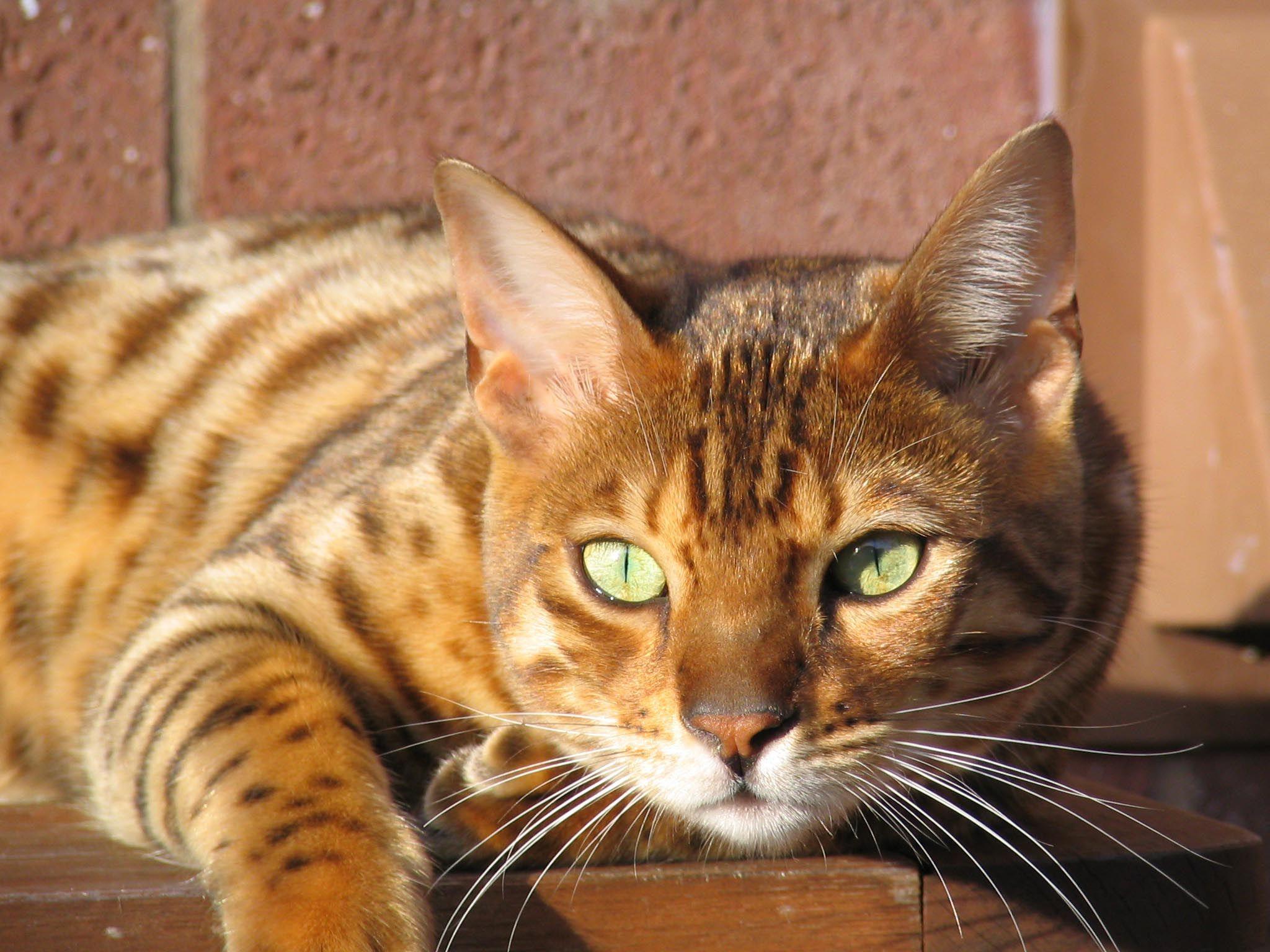 Beautiful Bengal Cat Desktop Wallpapers – This Wallpapers In