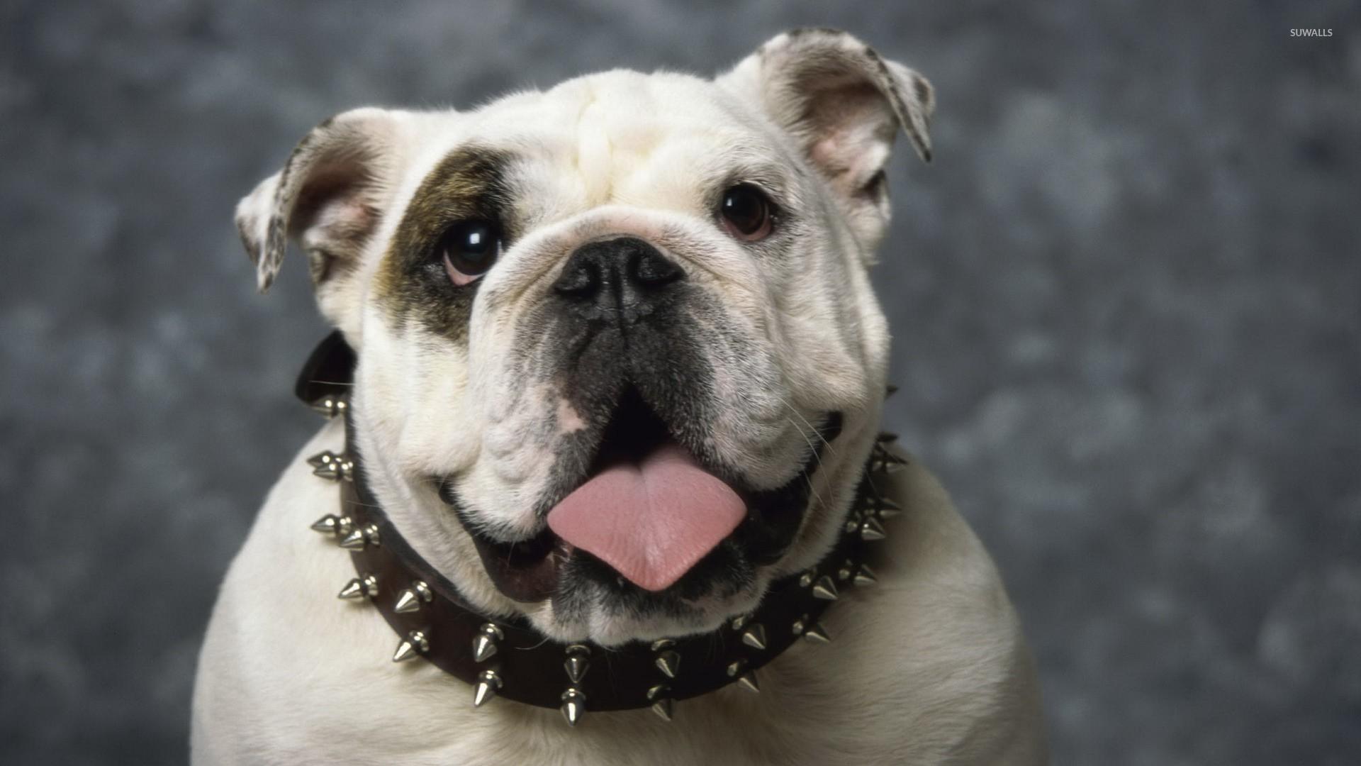 English Bulldog Wallpapers ·①