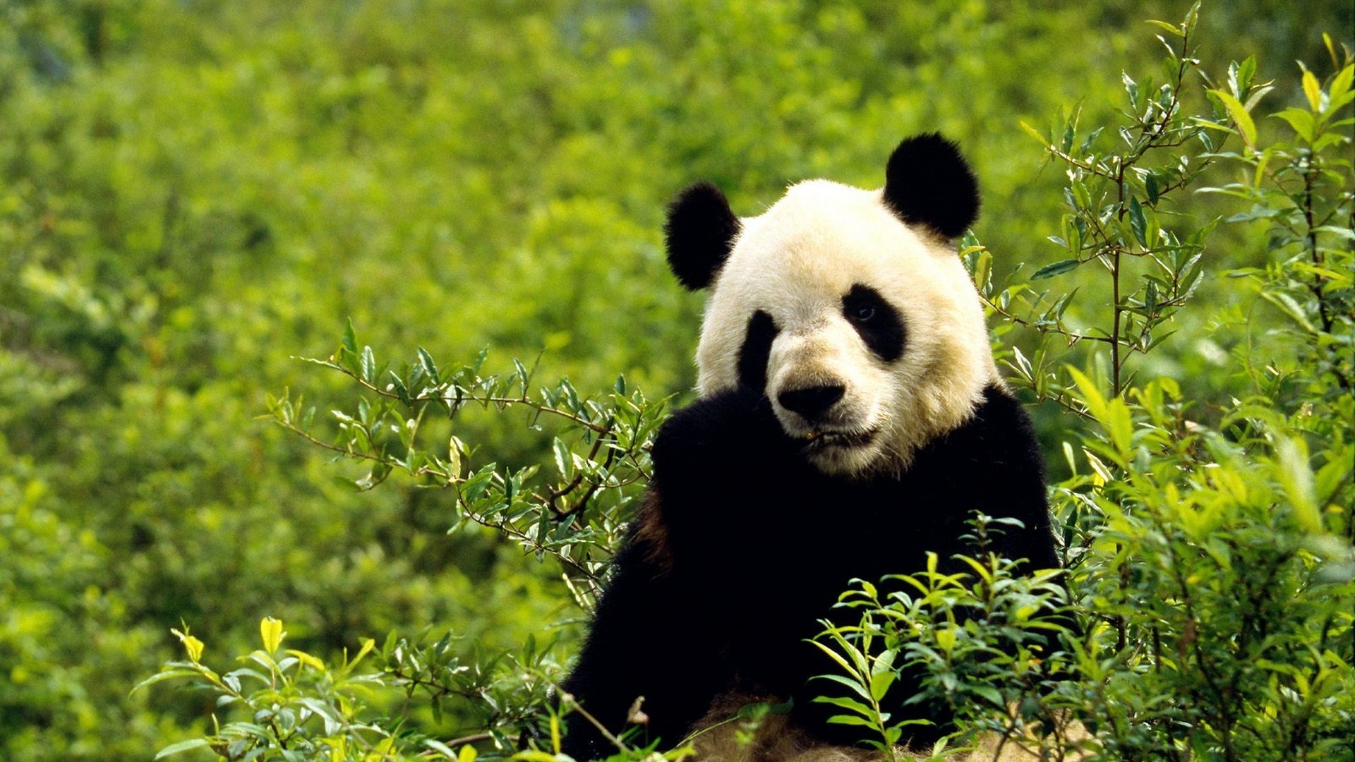 china animals giant panda bears wallpapers High