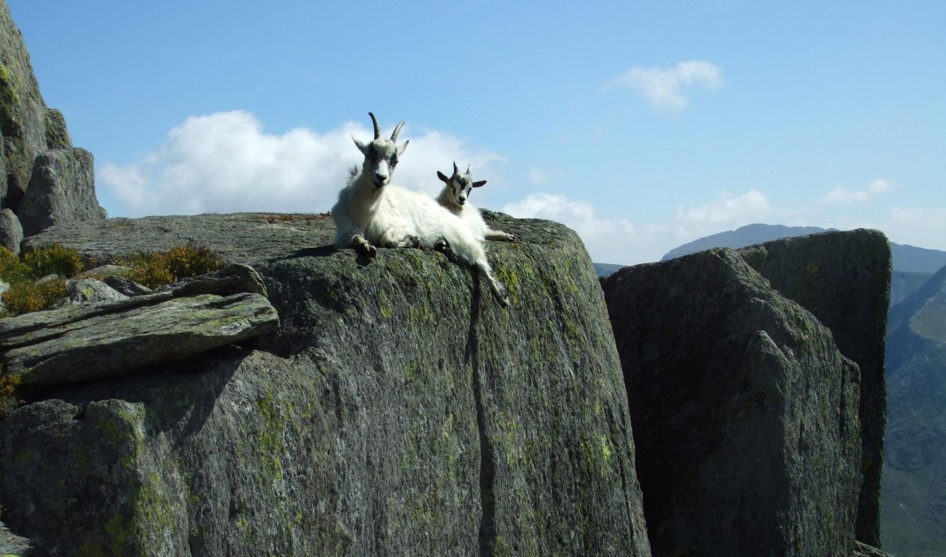 Mountain goats Wallpapers HD Download