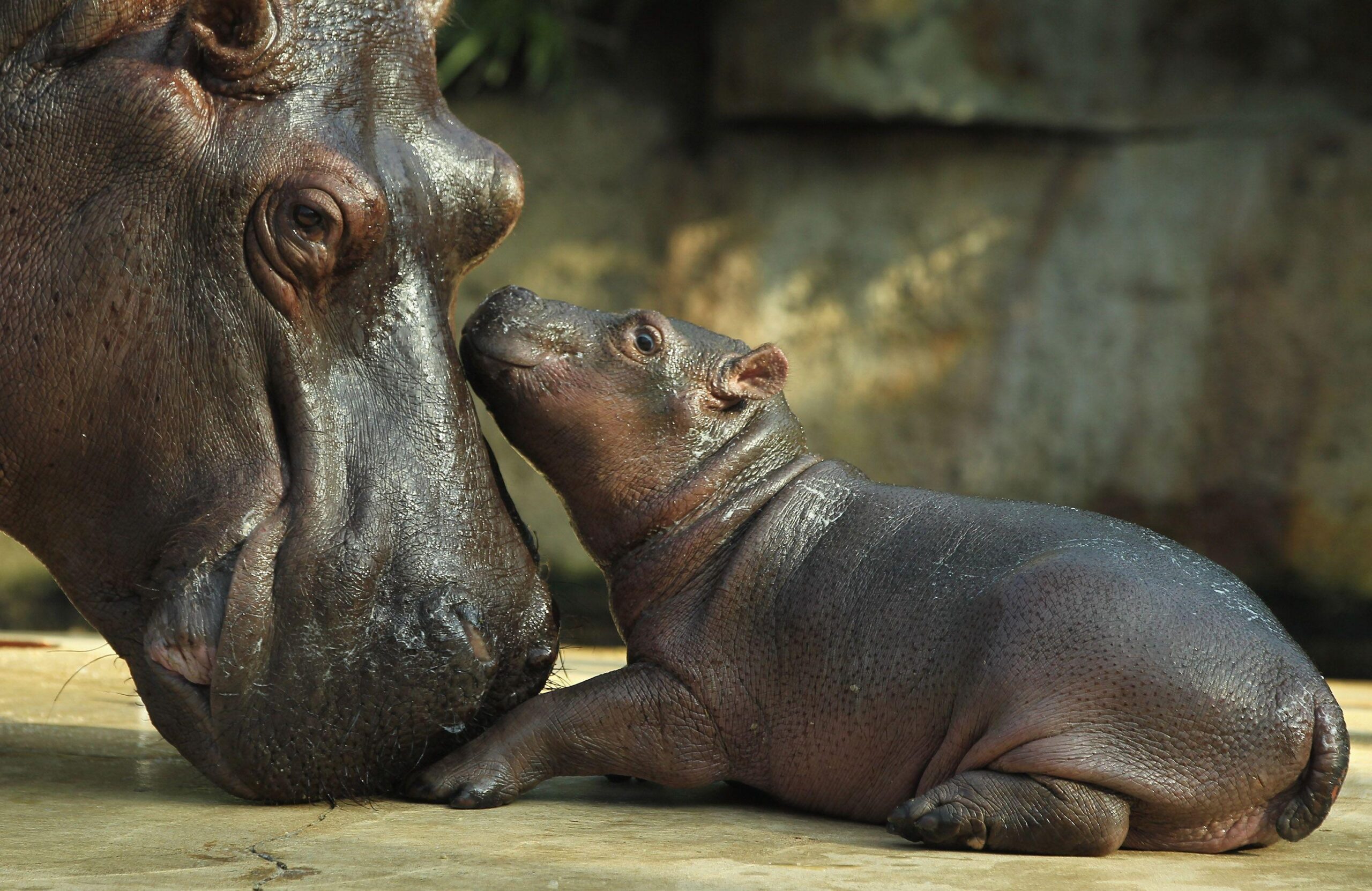 Hippopotamus Wallpapers Image Photos Pictures Backgrounds