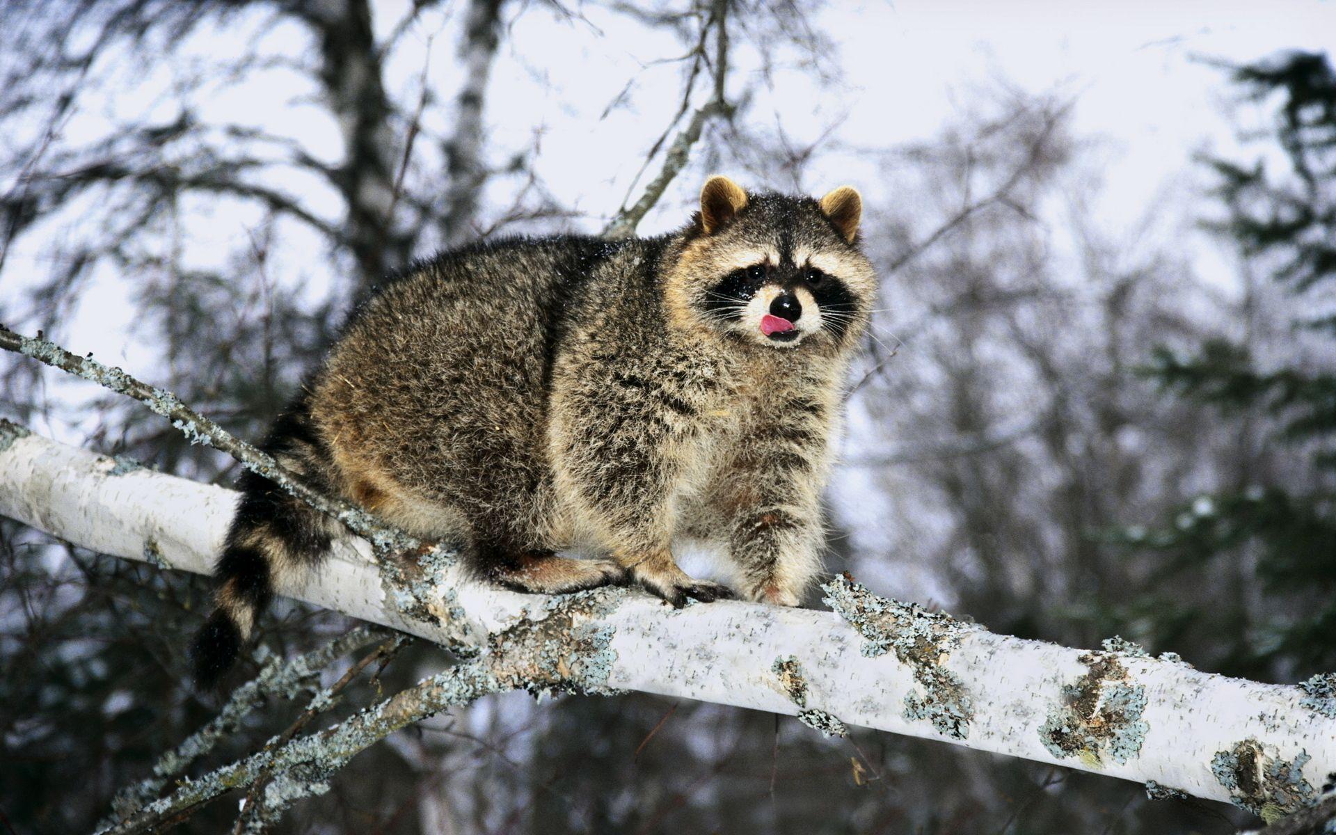 Raccoon on a tree wallpapers and image