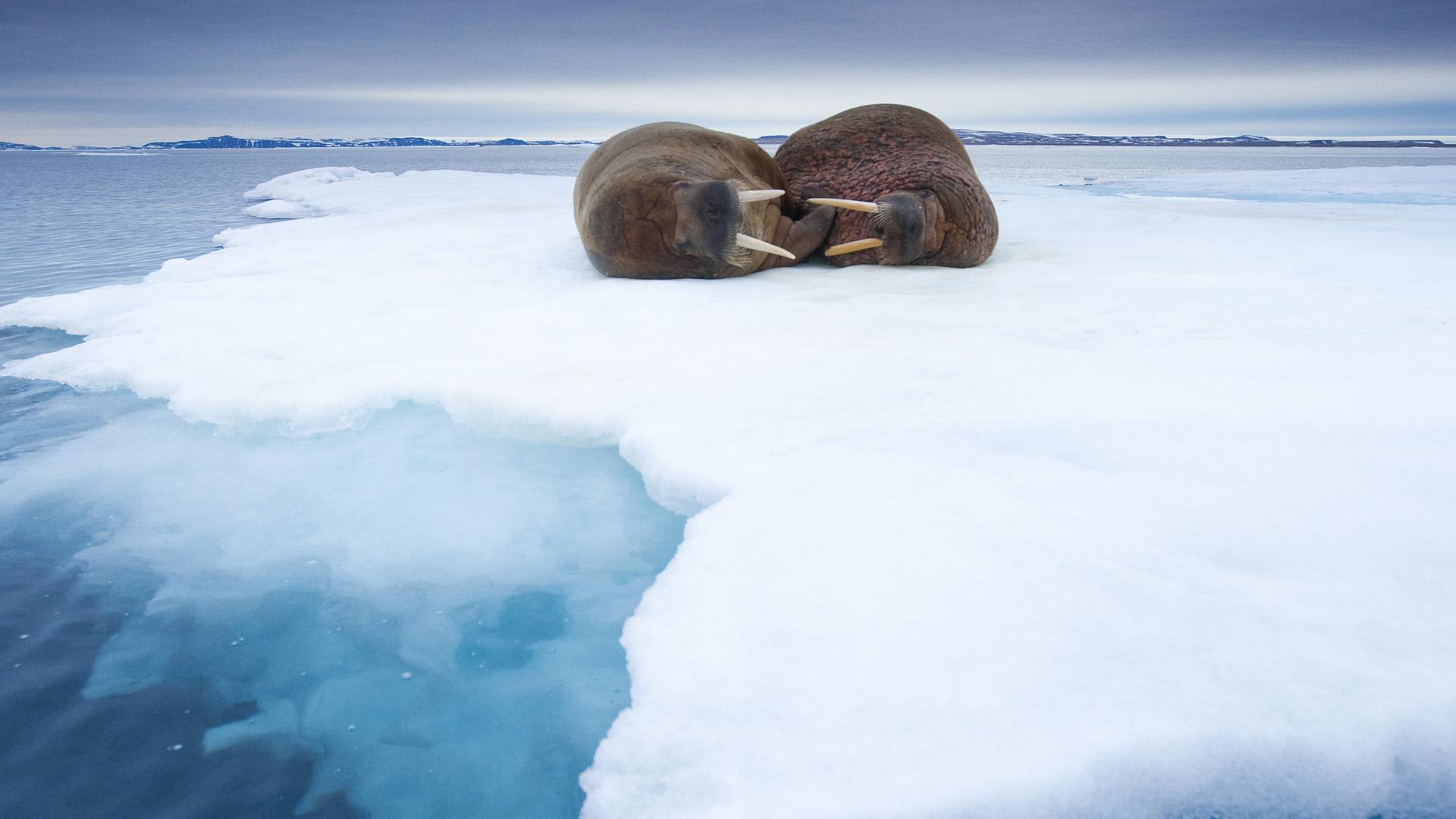 Sleeping Walruses, Svalbard, Norway HD Wallpapers