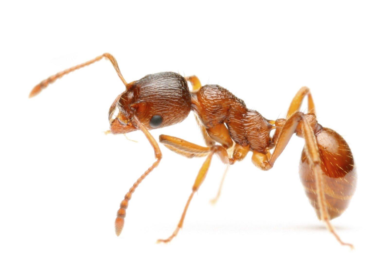 Ant Wallpapers and Backgrounds Image