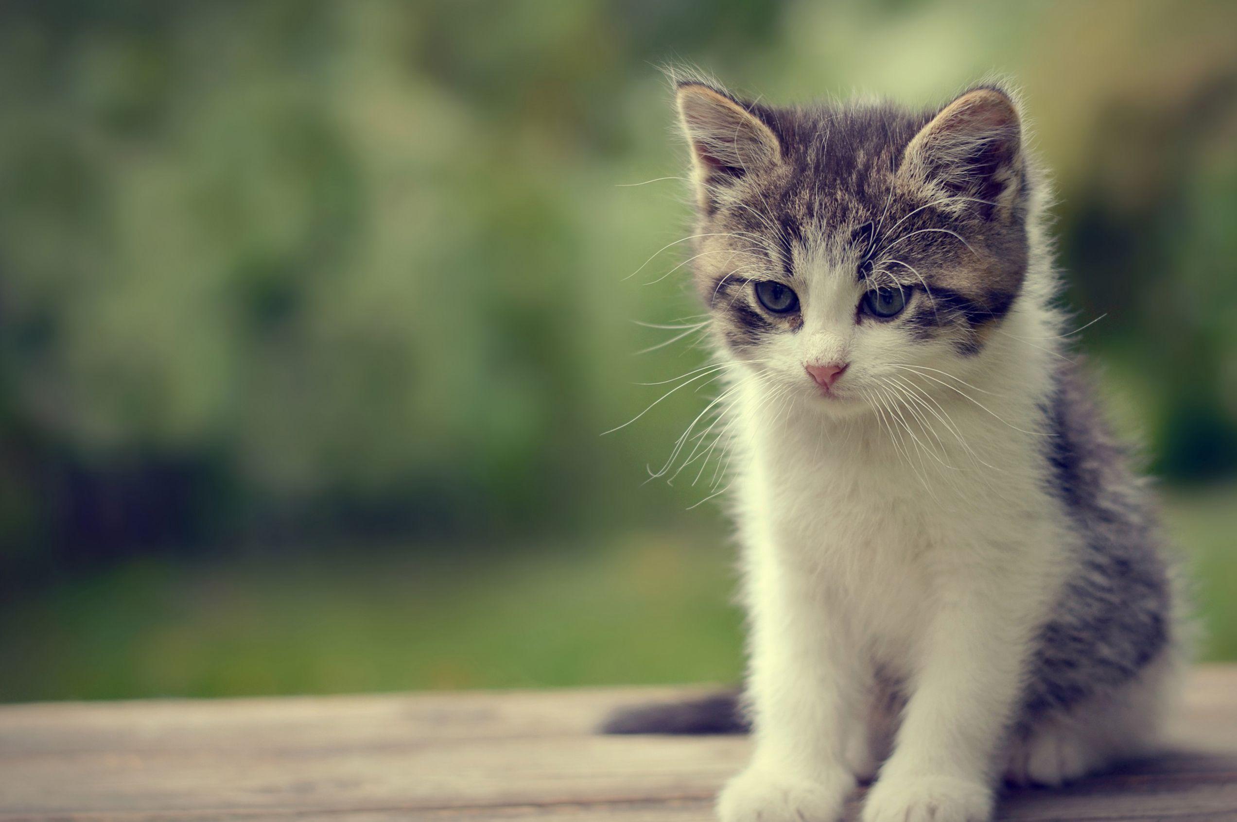 Cute Cat Wallpapers