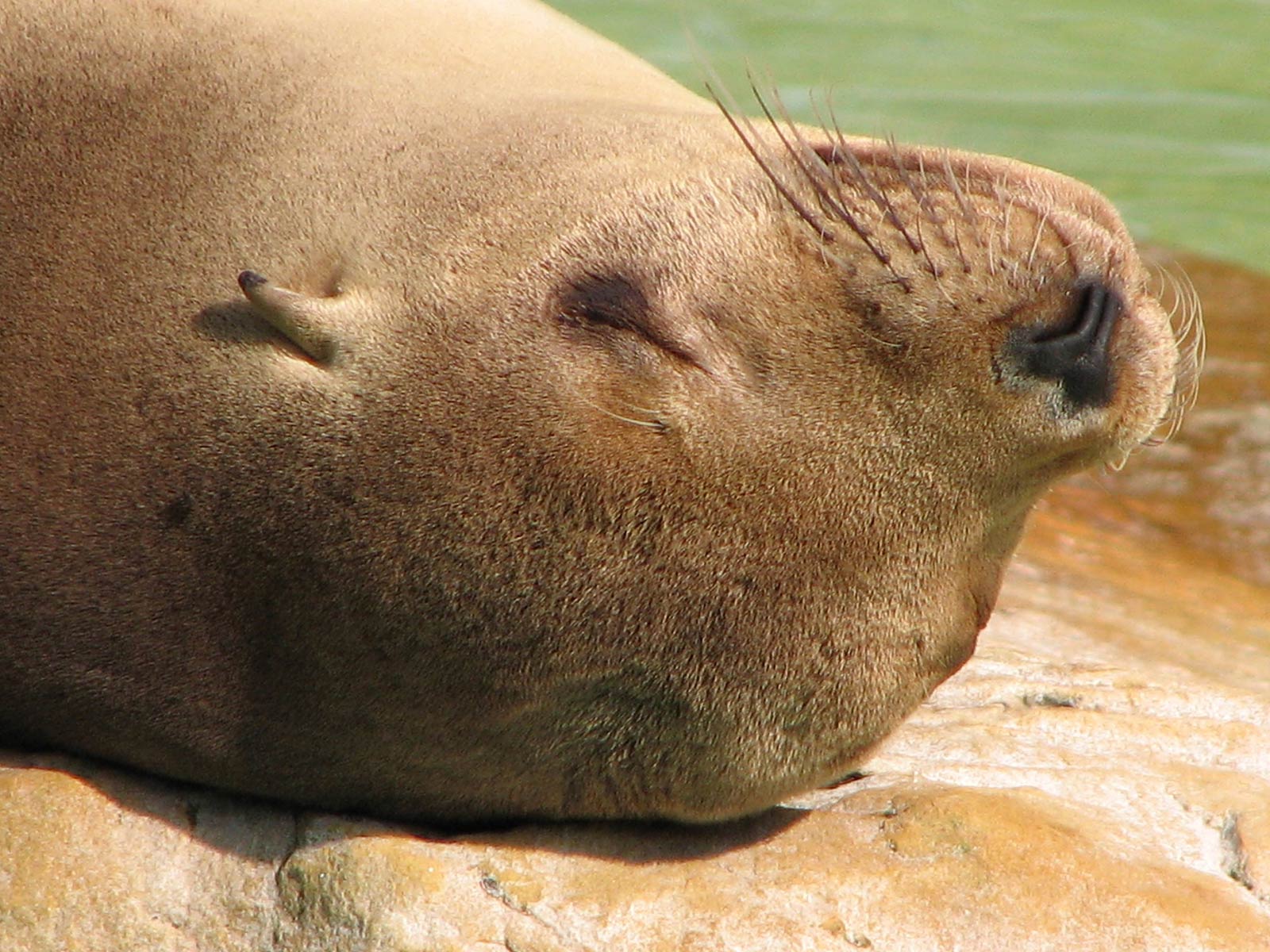 Eared Seal Wallpapers and backgrounds