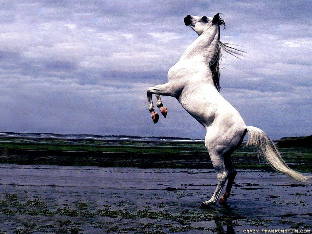 Arabian Horse Wallpapers Android Wallpapers computer