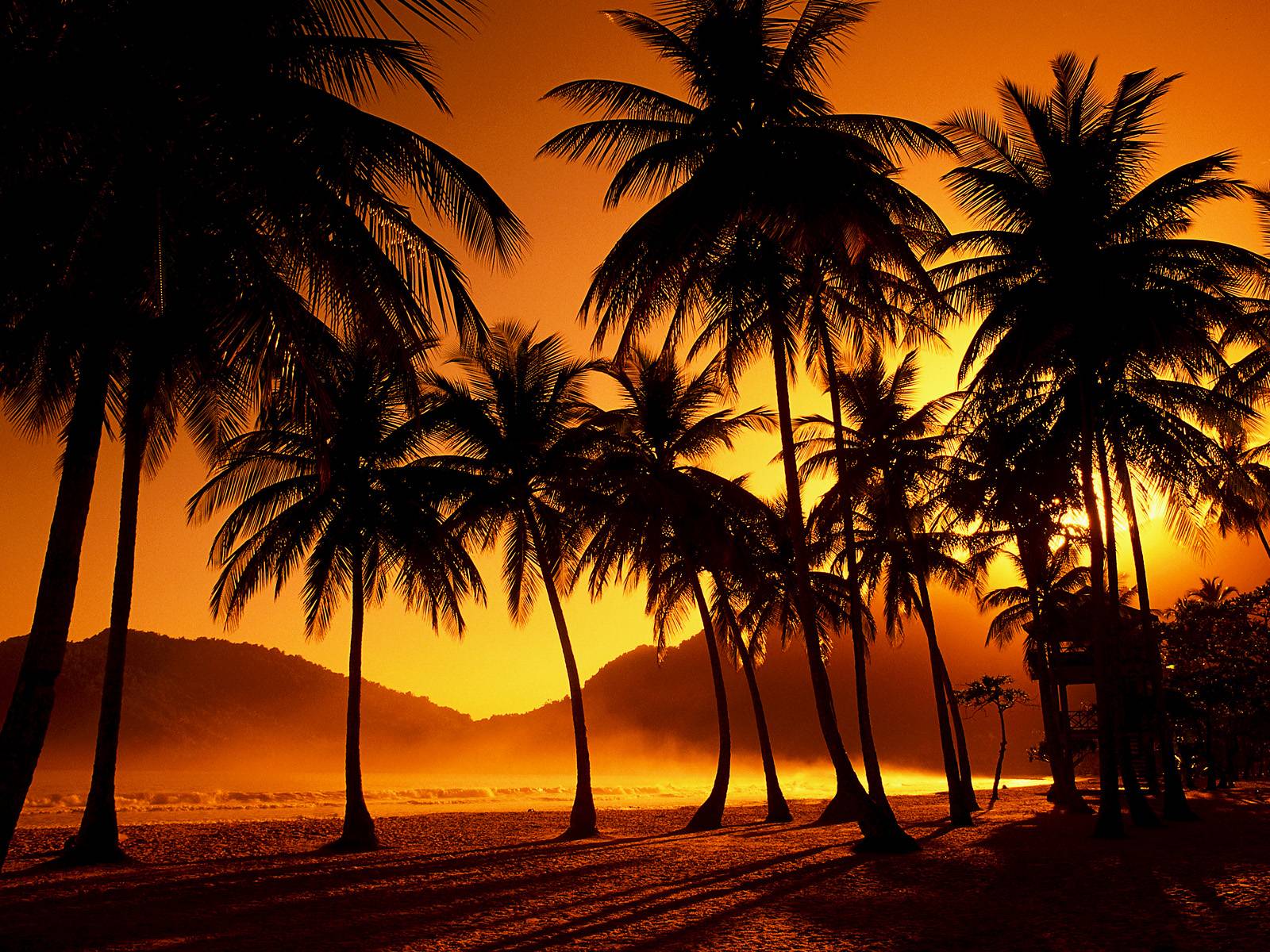 Palm Trees Silhouette HD desktop wallpapers Widescreen High