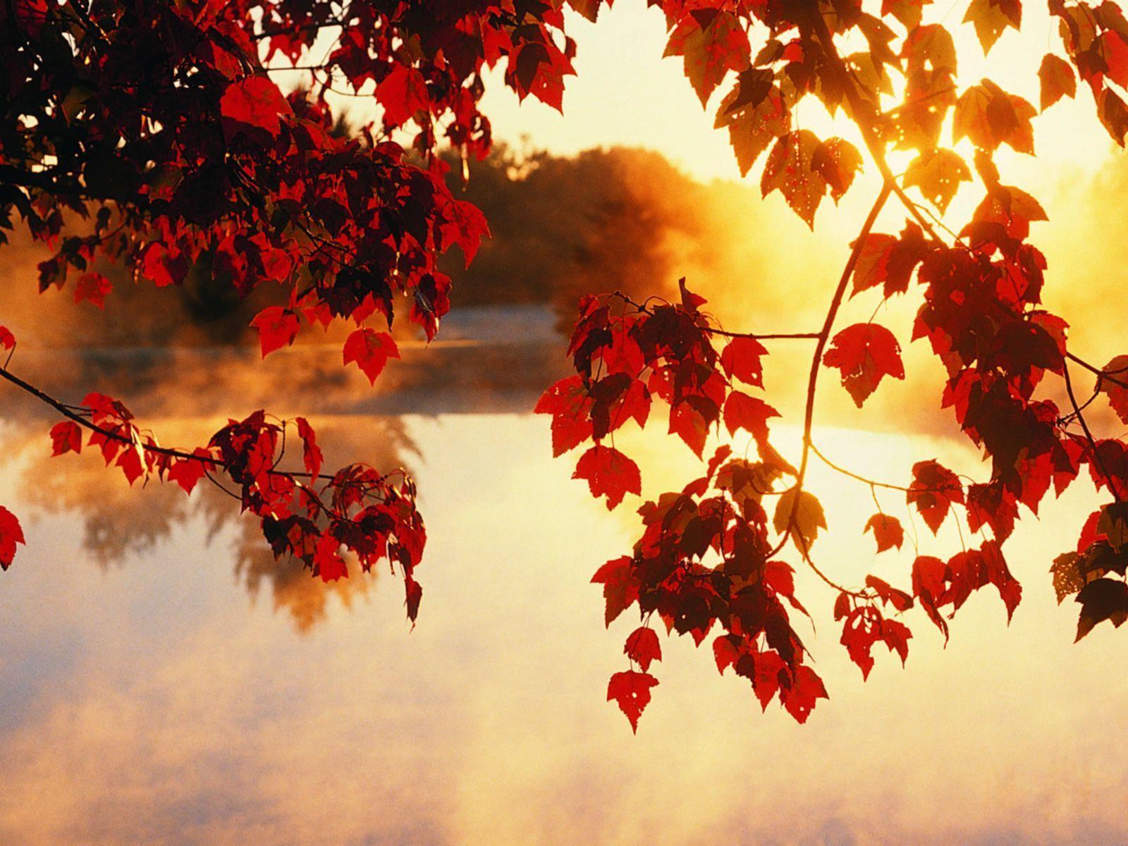 Light Beam Autumn Fall Wallpapers