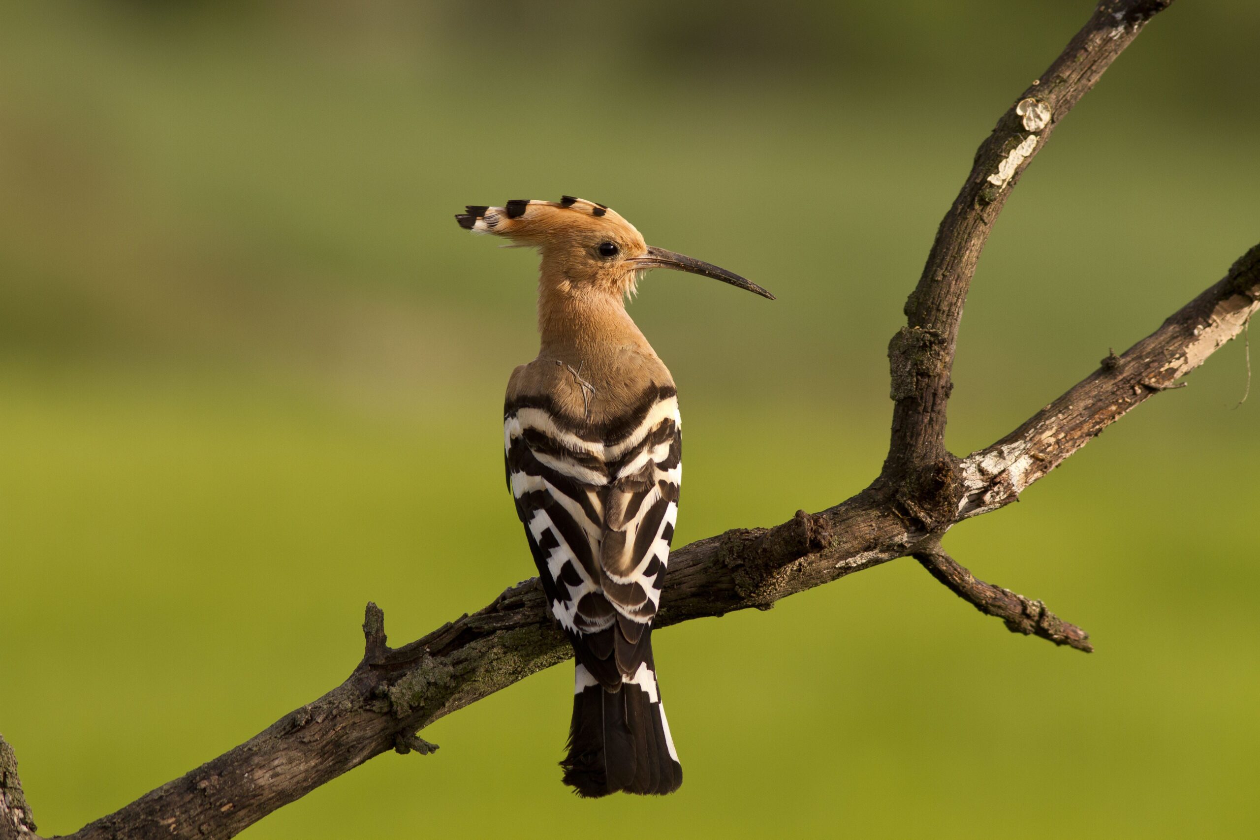 Hoopoe Free HD Wallpapers Image Backgrounds