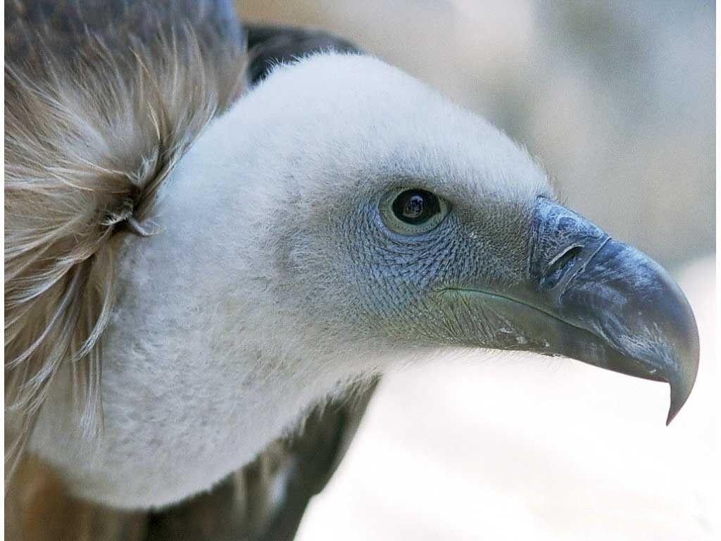 griffon vulture wallpapers