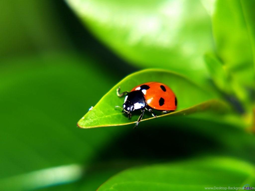 Wallpapers Green, Ladybug, Leaf, Ladybird, Ladybird. Desktop Backgrounds