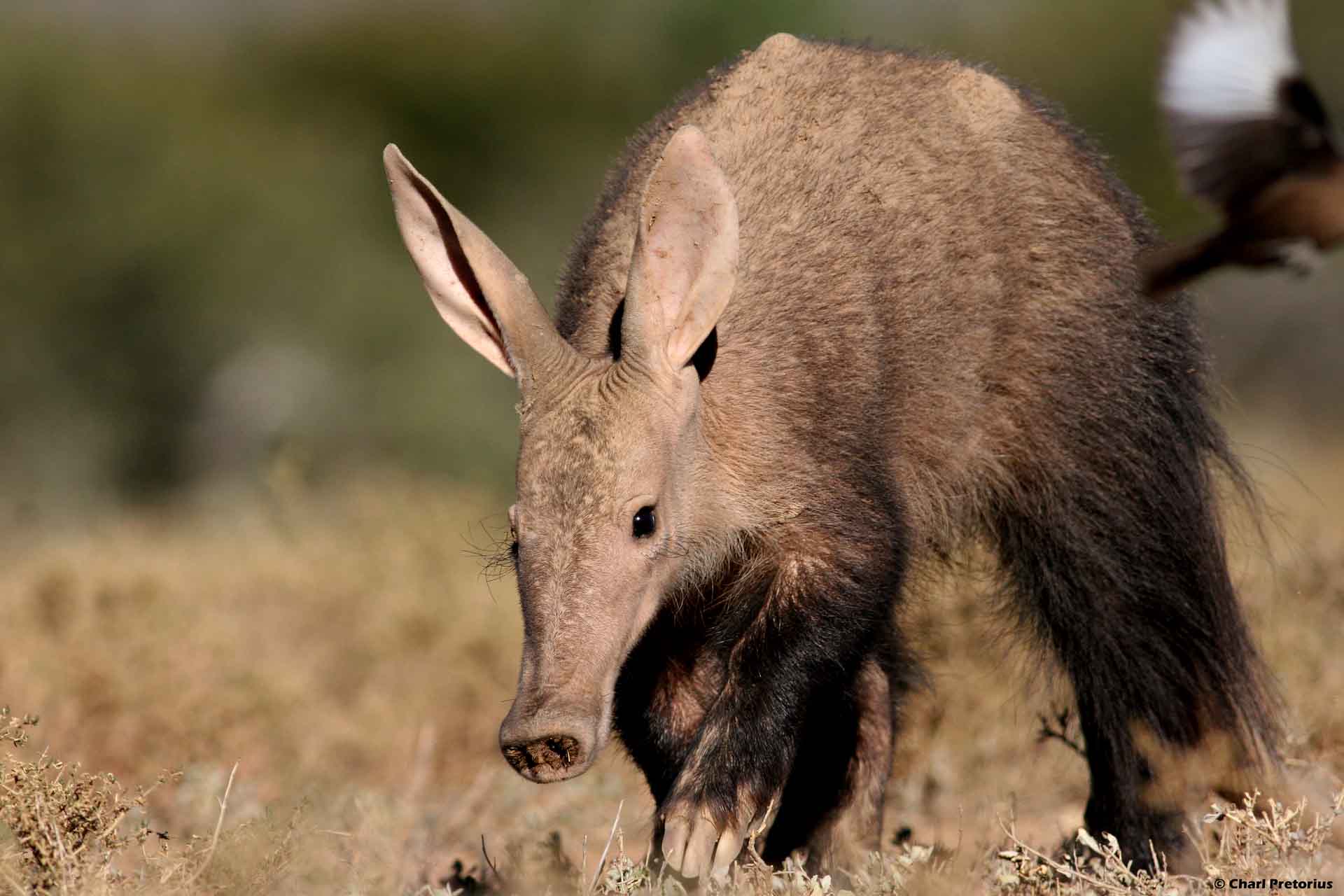 Aardvarks Latest HD Wallpapers Free Download