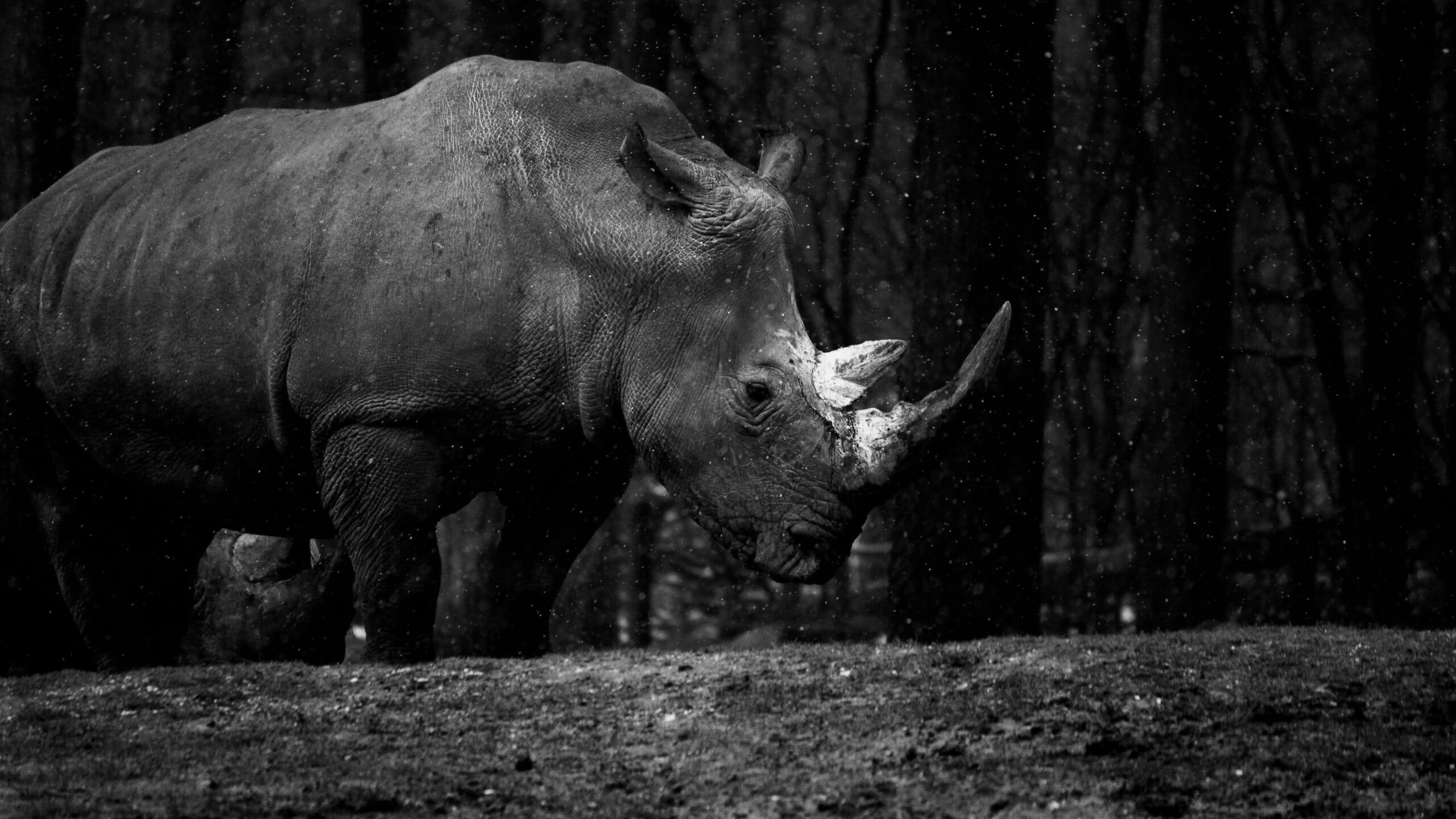 Rhino At The Royal Burgers Zoo UHD 4K Wallpapers