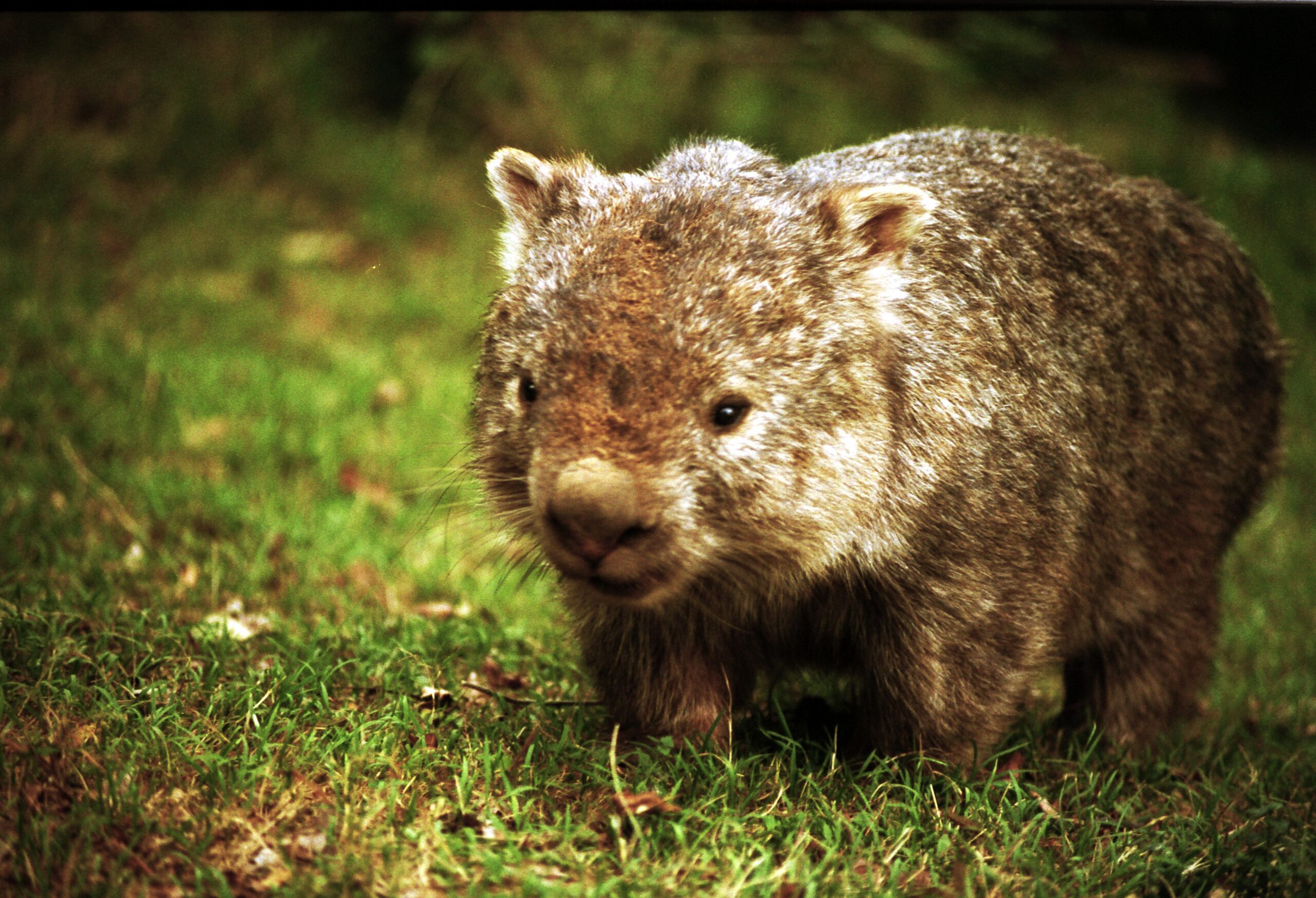 wombat