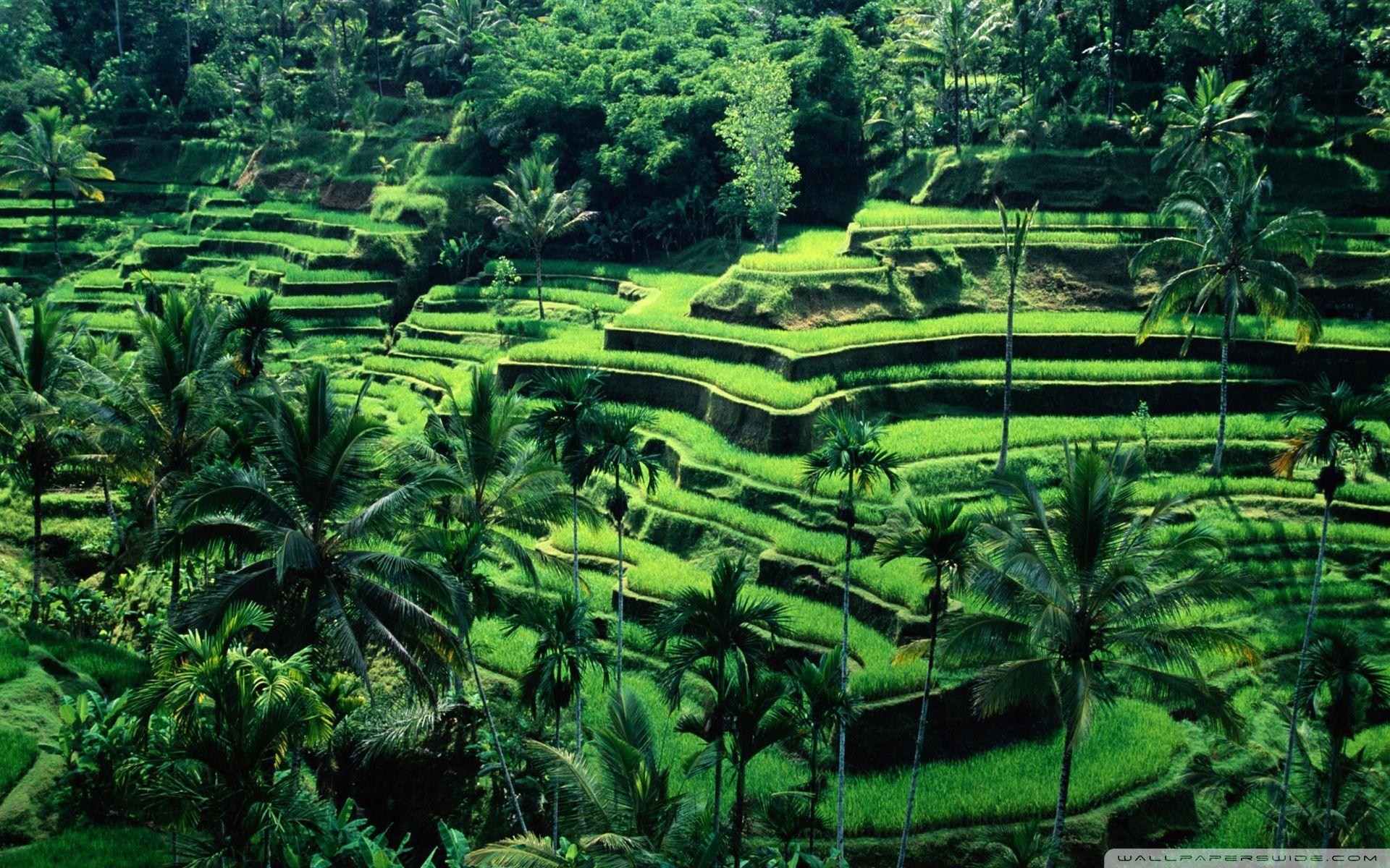 Bali, Indonesia ❤ 4K HD Desktop Wallpapers for 4K Ultra HD TV