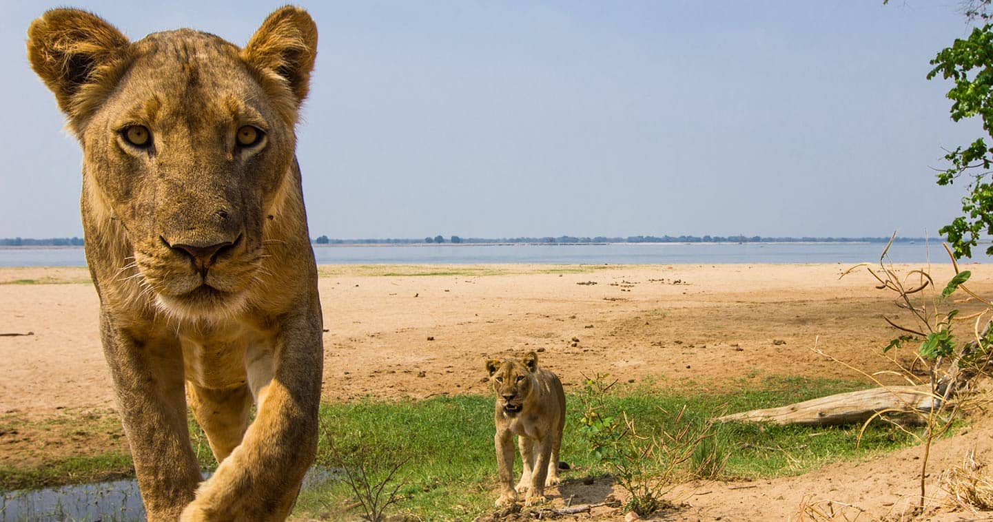 Lower Zambezi National Park – Voyazed