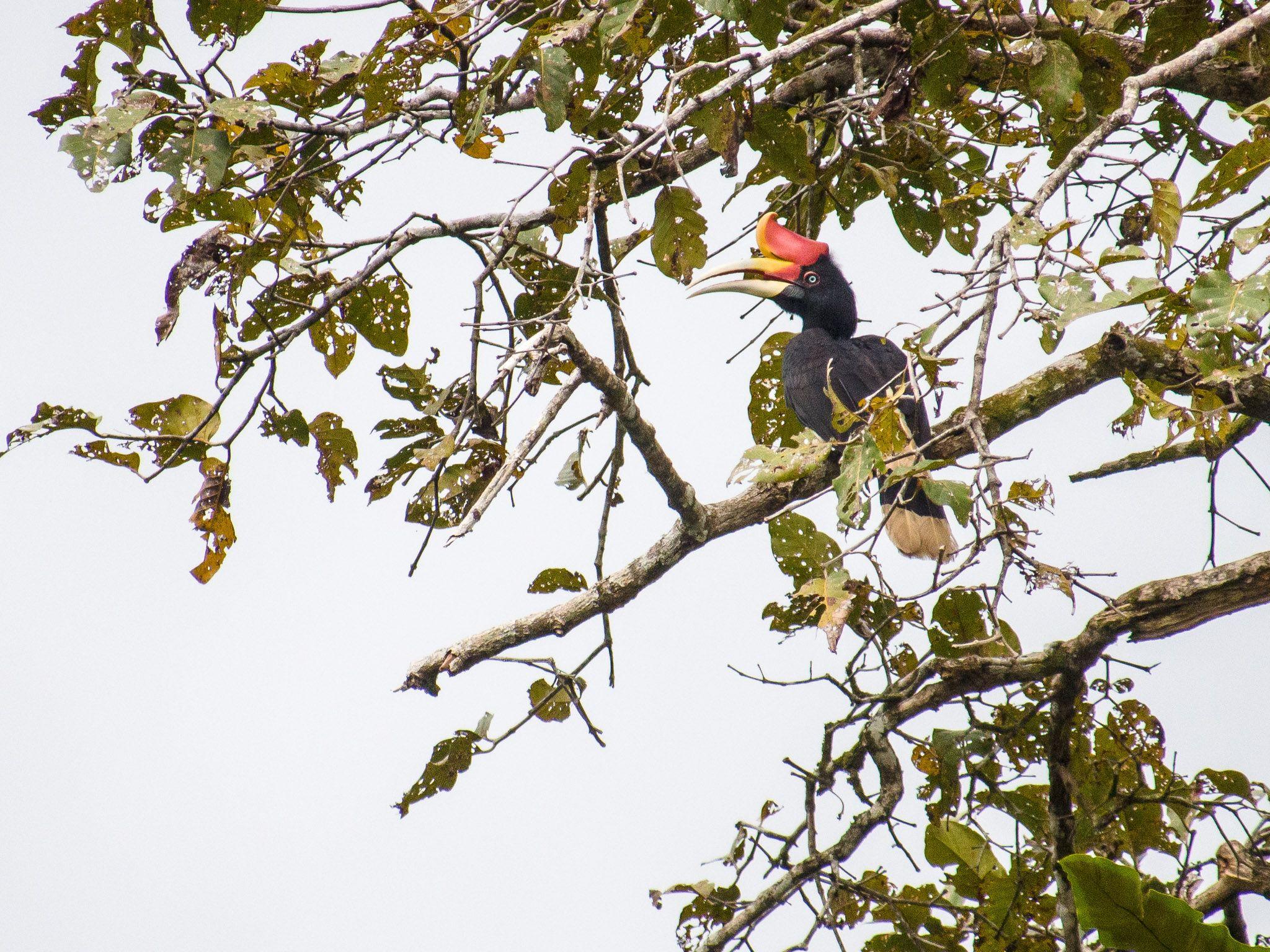 File:Rhinoceros Hornbill