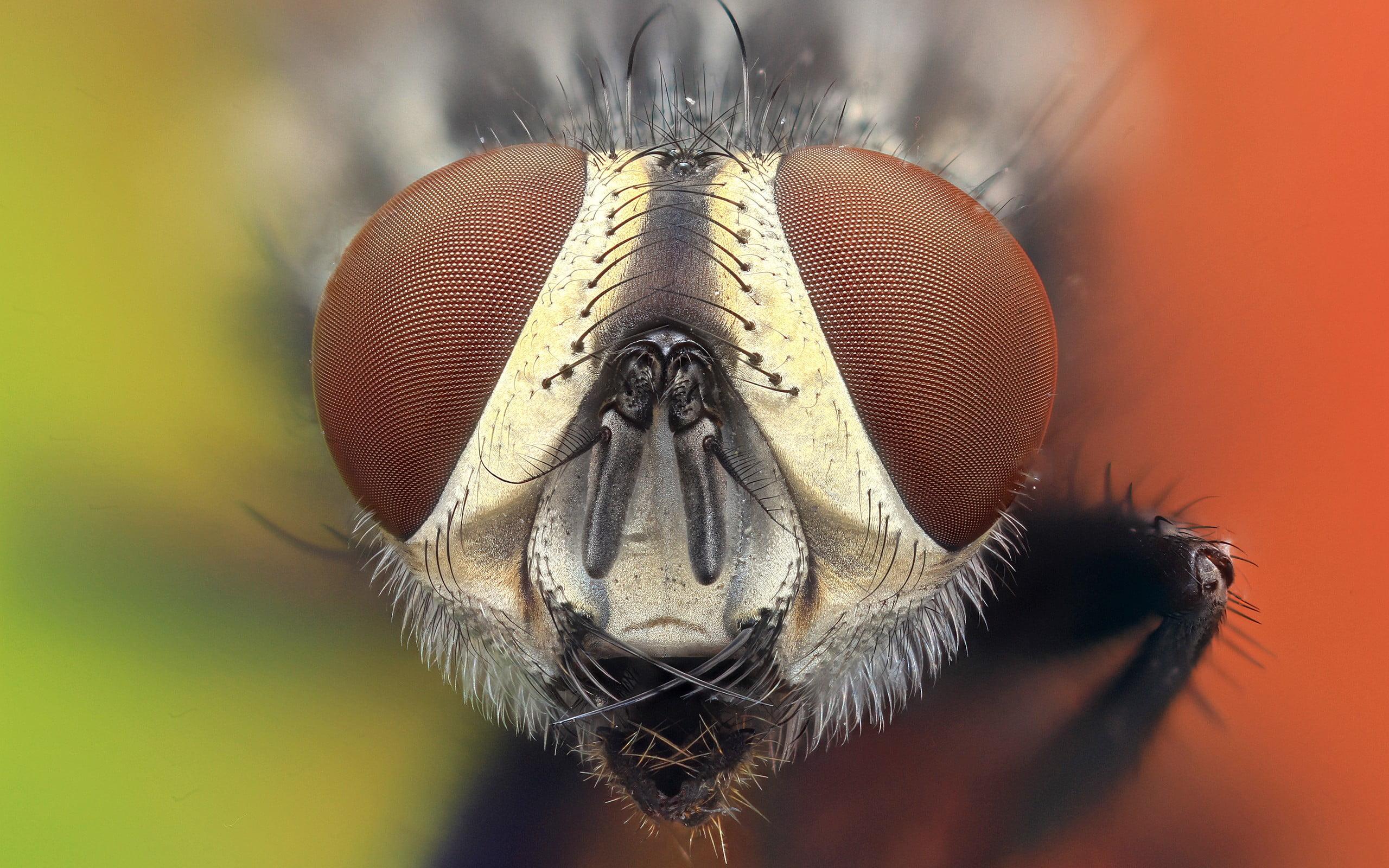 Macro photography of flies face, animals, nature, insect HD