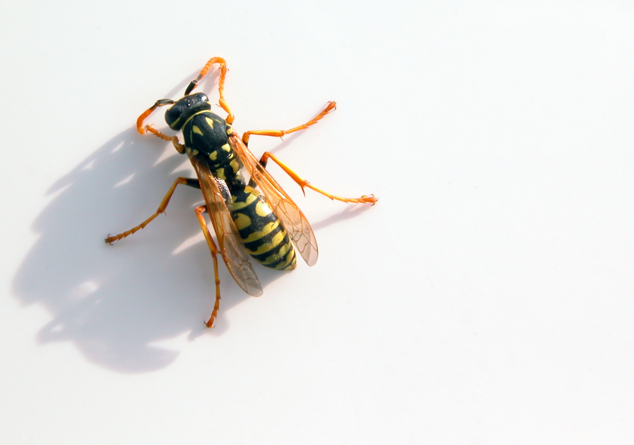 insects wasp wallpapers High Quality Wallpapers