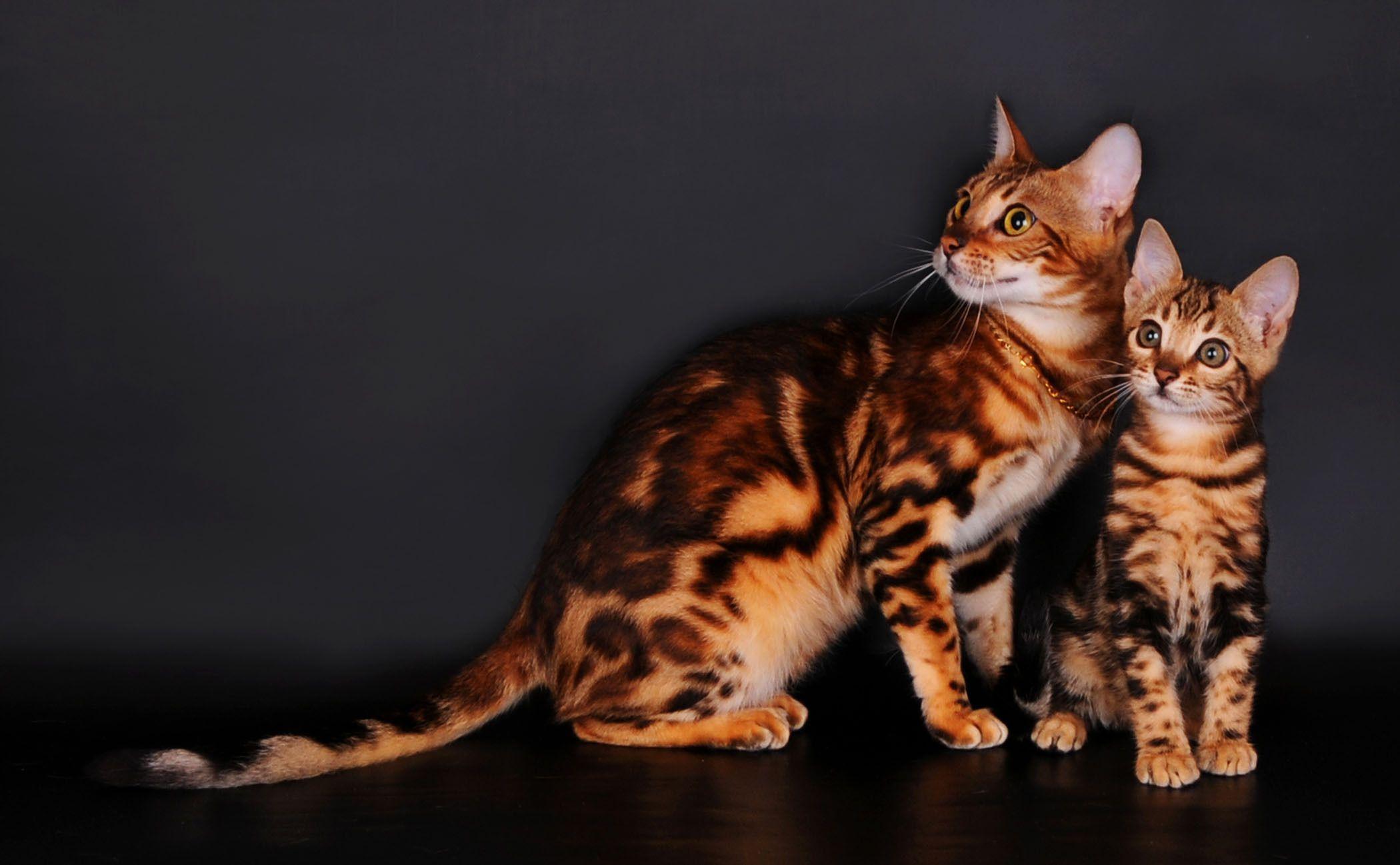 Bengal cats on a gray backgrounds wallpapers and image