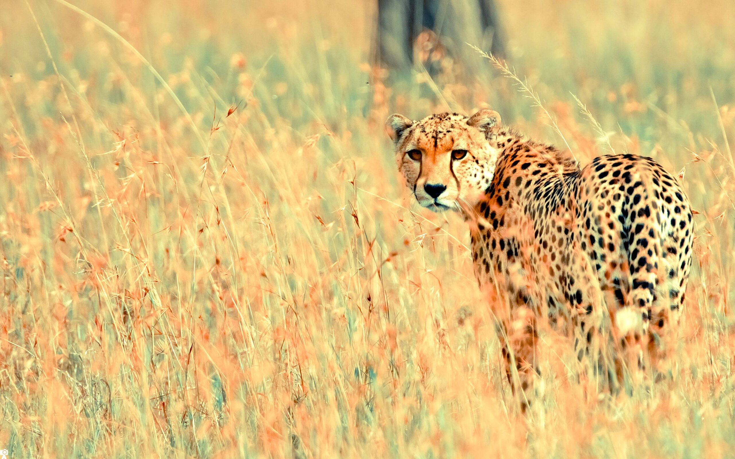 Beautiful Cheetah Wallpapers